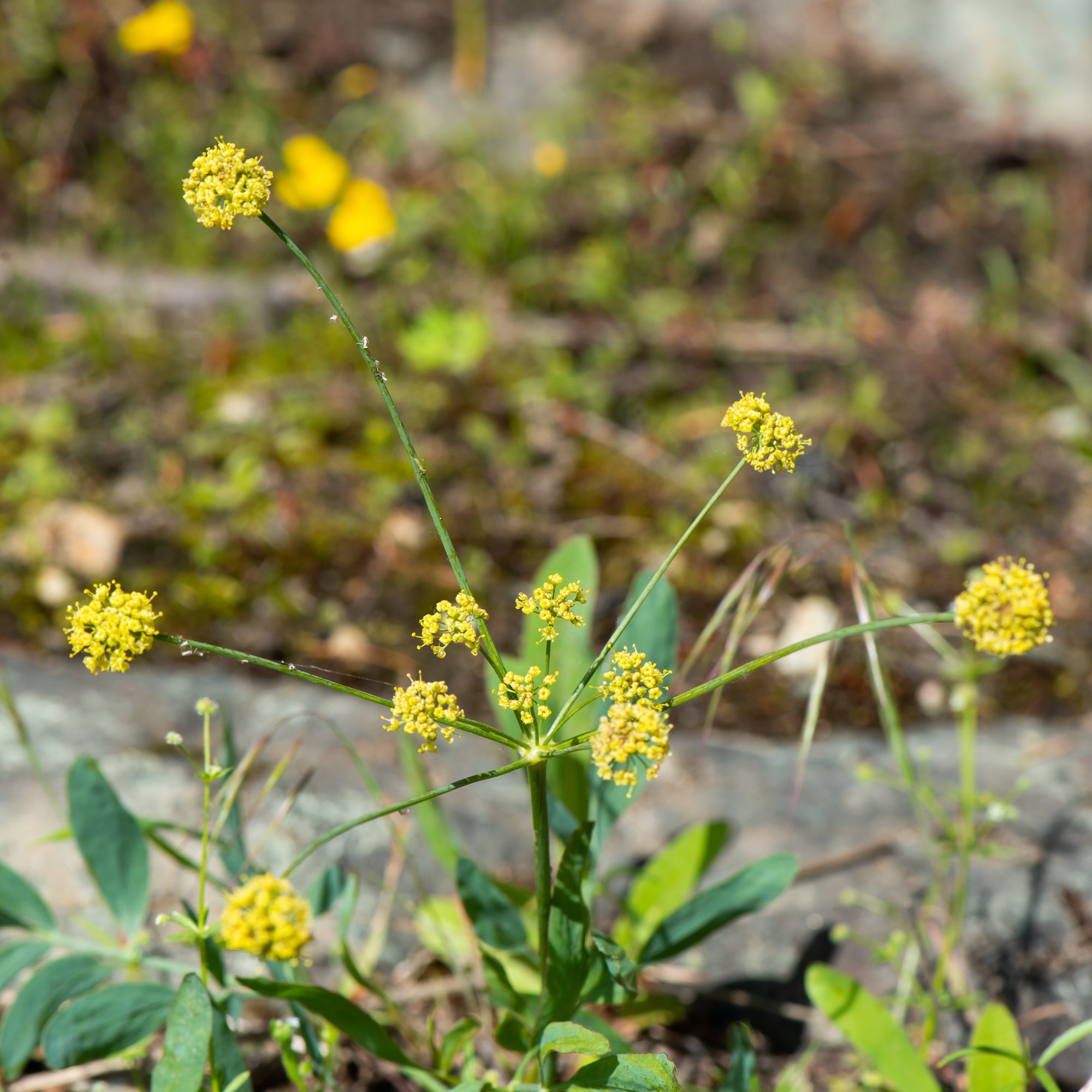 Barestem Desert Parsley (Lomatium nudicaule)