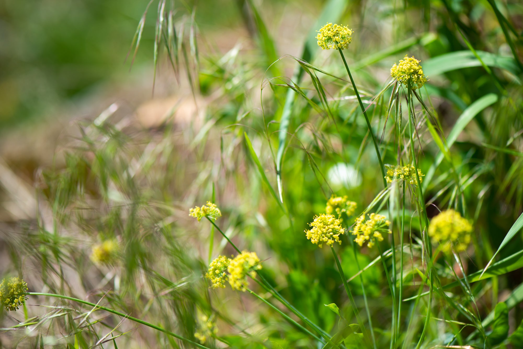 Barestem Desert Parsley (Lomatium nudicaule)
