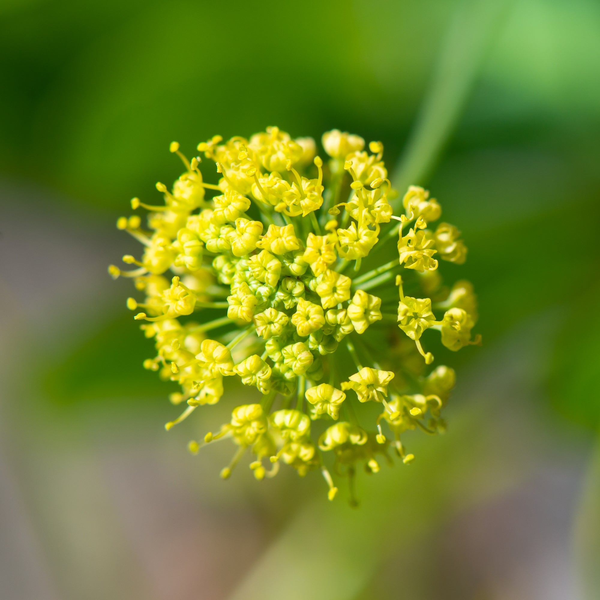 Barestem Desert Parsley (Lomatium nudicaule)