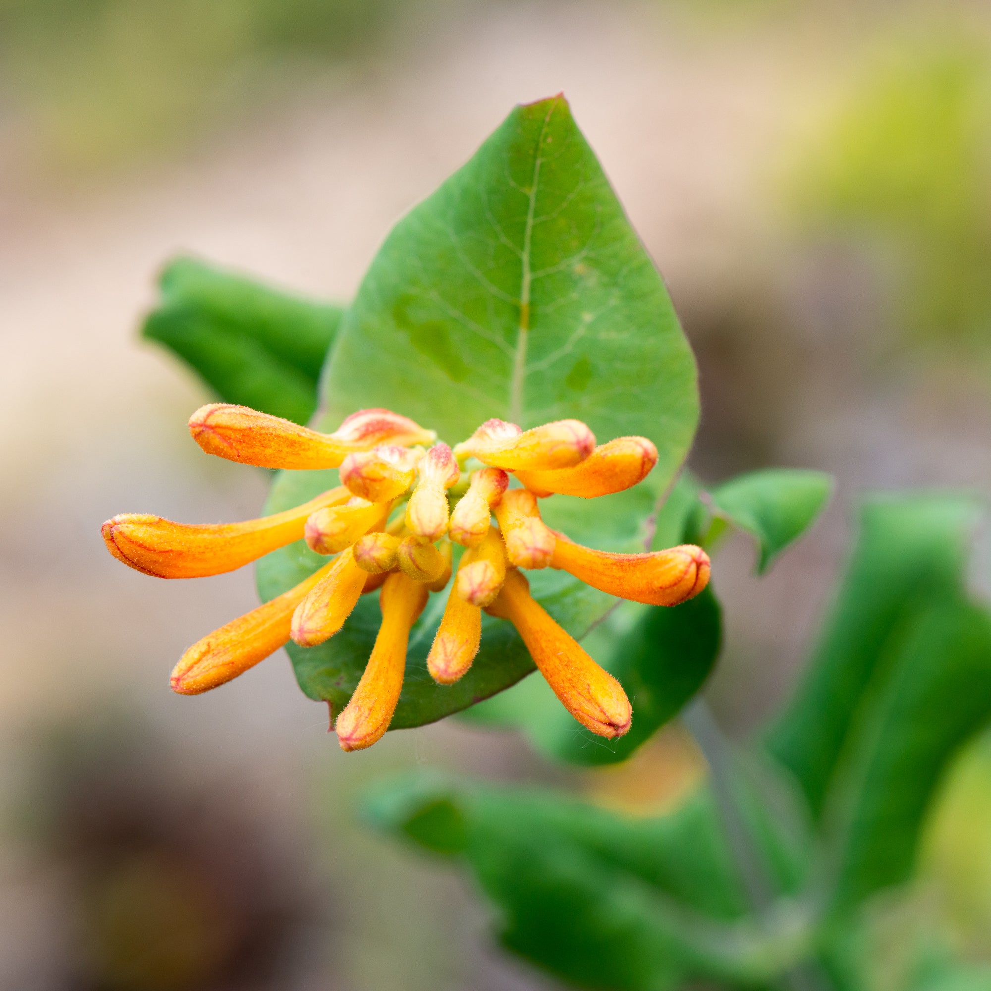 Orange Honeysuckle (Lonicera ciliosa)