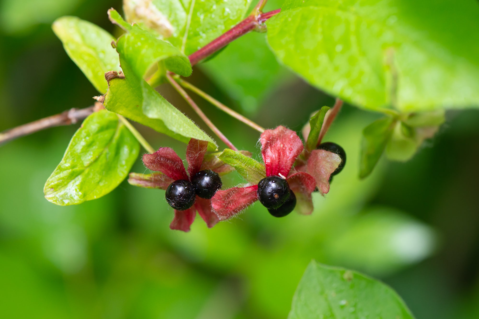 Black Twinberry (Lonicera involucrata)