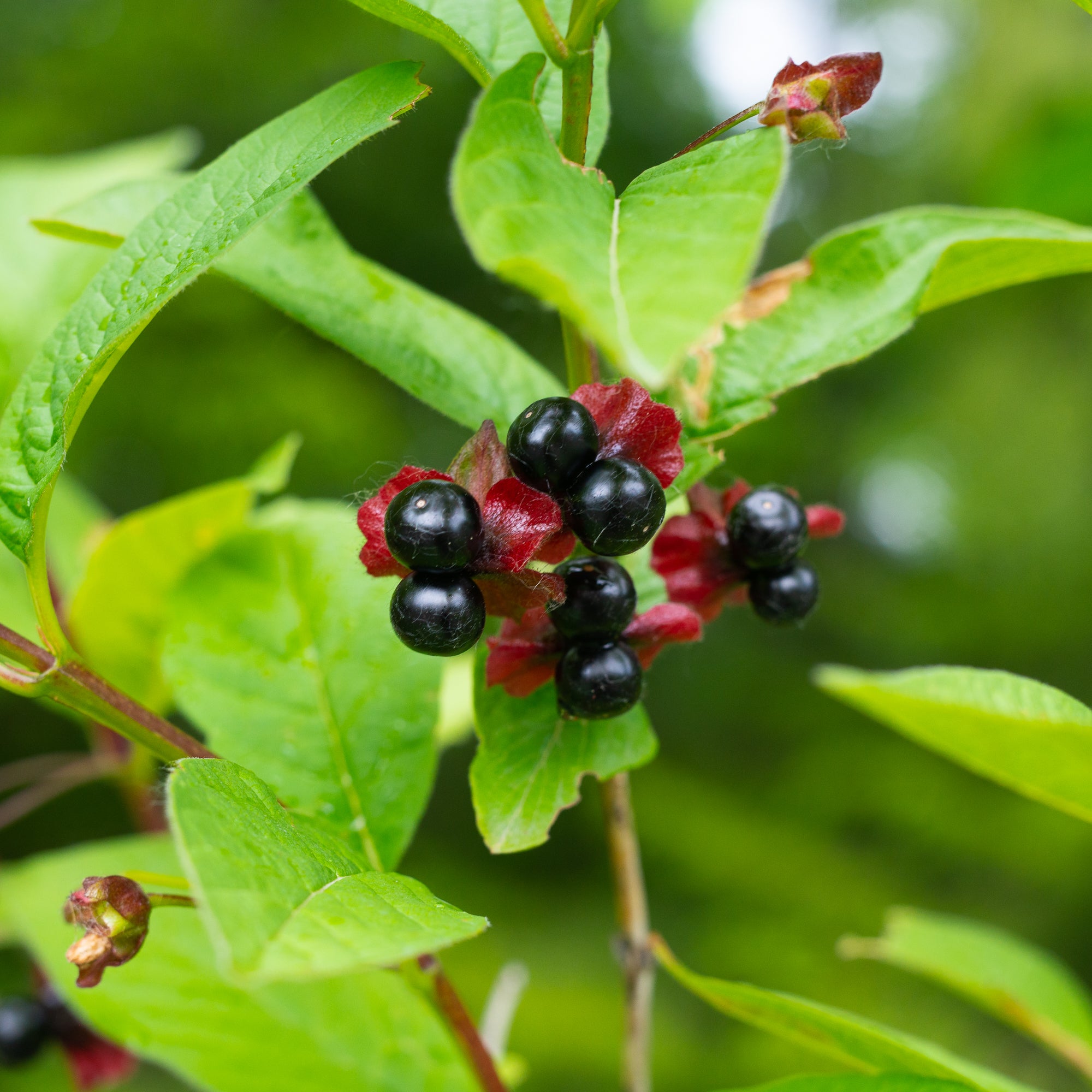 Black Twinberry (Lonicera involucrata)