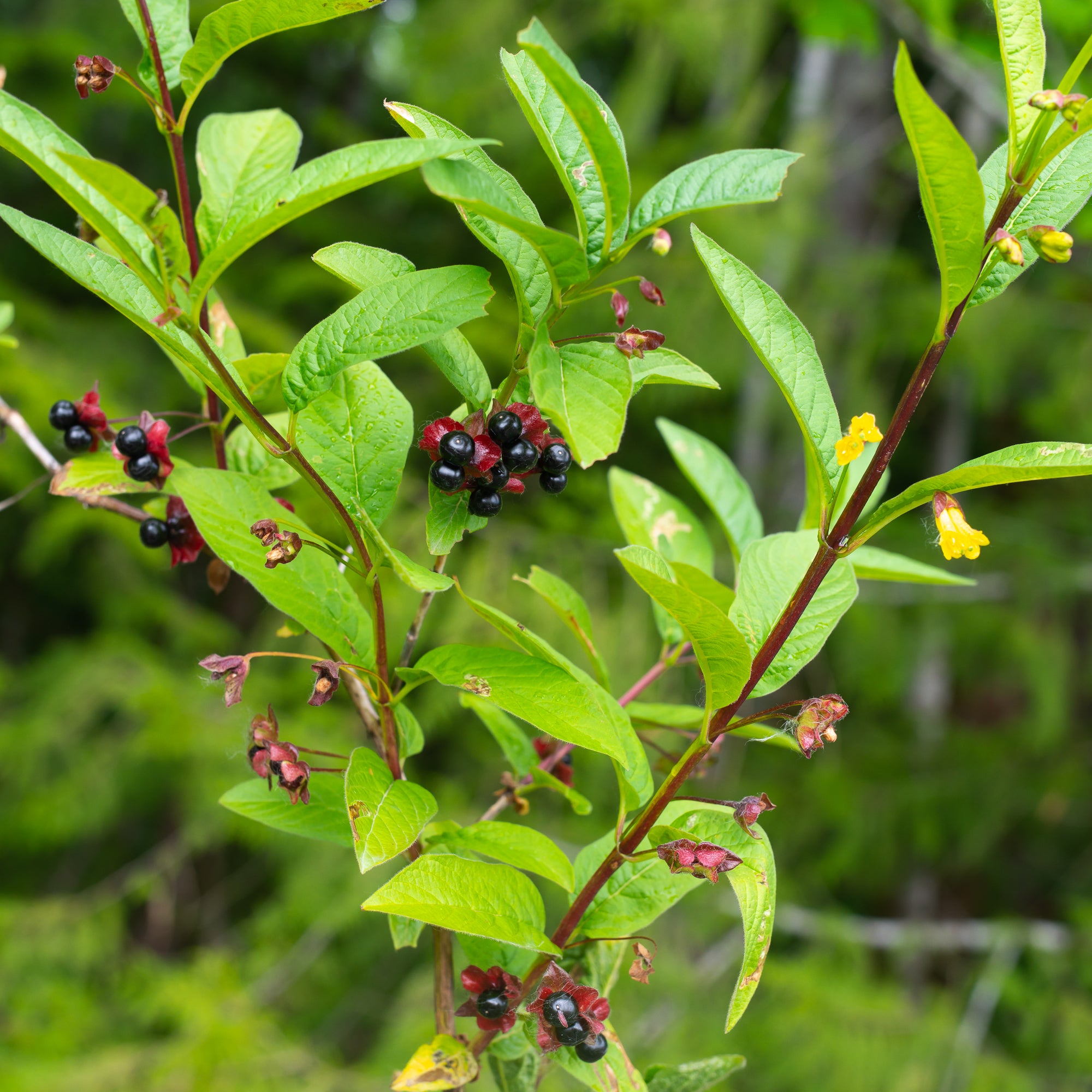 Black Twinberry (Lonicera involucrata)