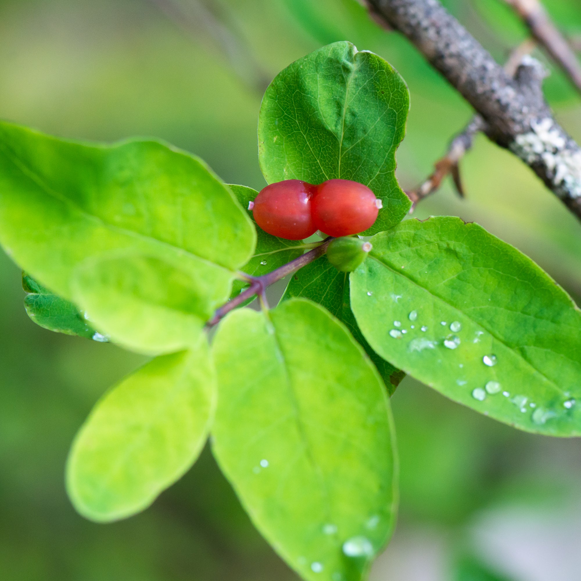 Utah Honeysuckle (Lonicera utahensis)