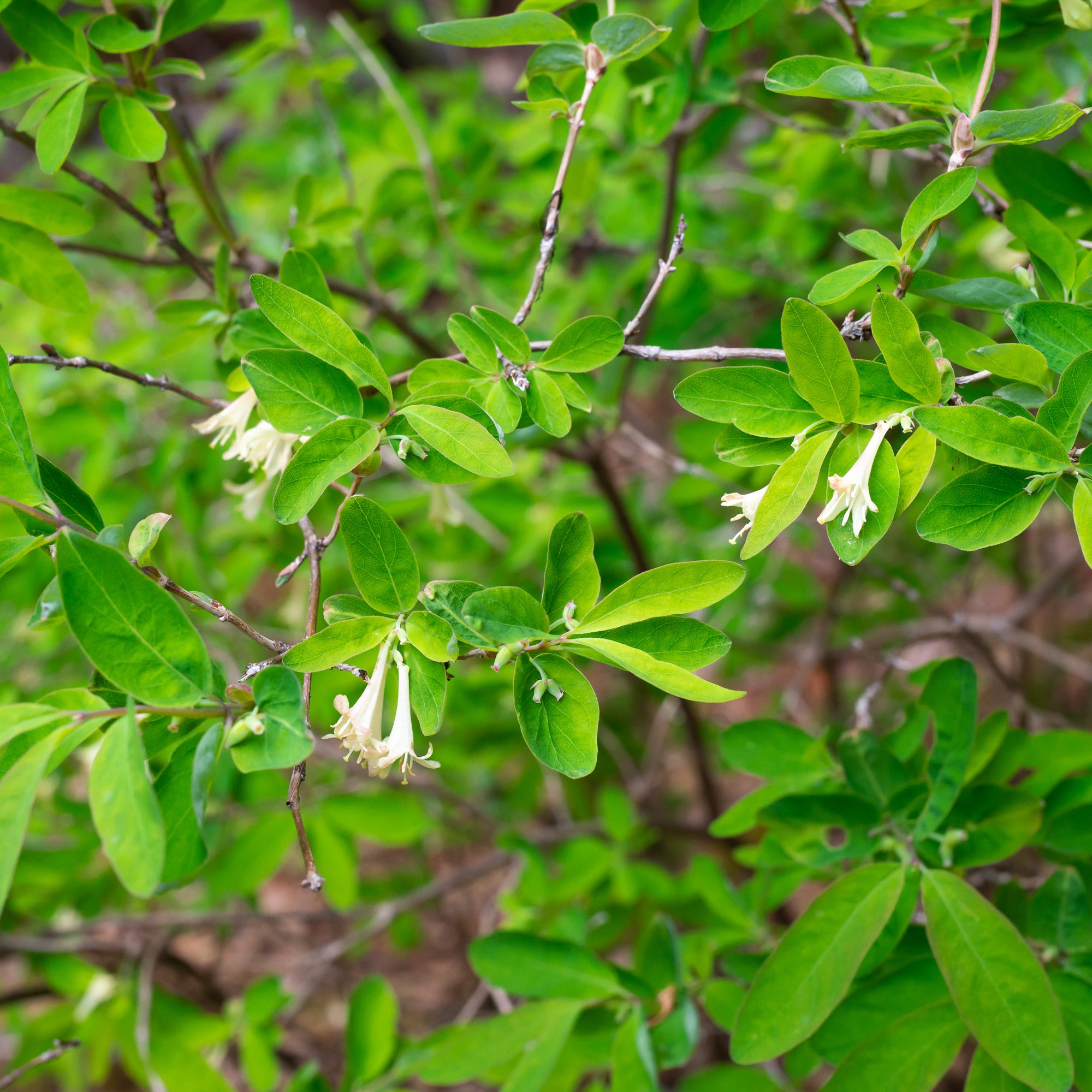 Utah Honeysuckle (Lonicera utahensis)