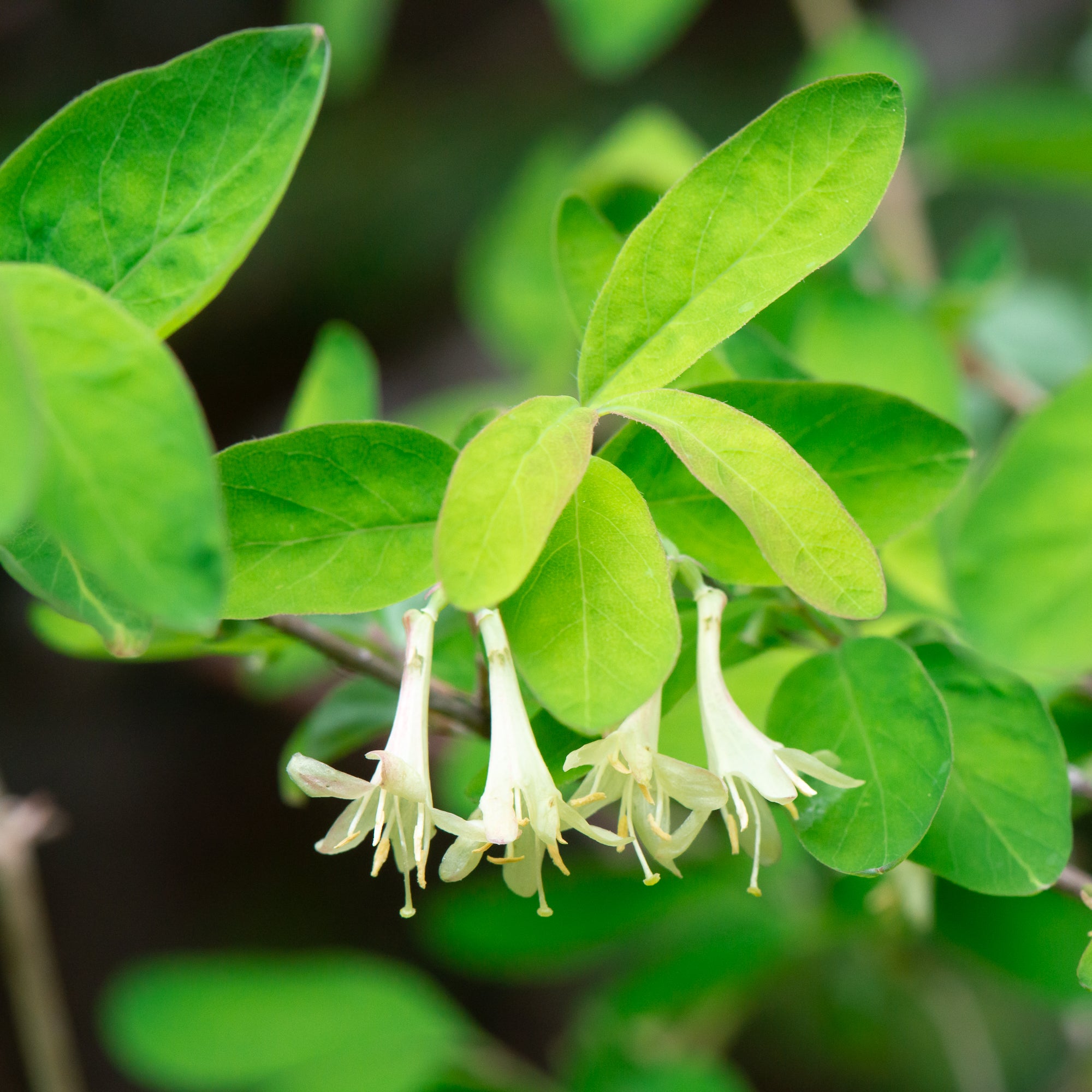 Utah Honeysuckle (Lonicera utahensis)