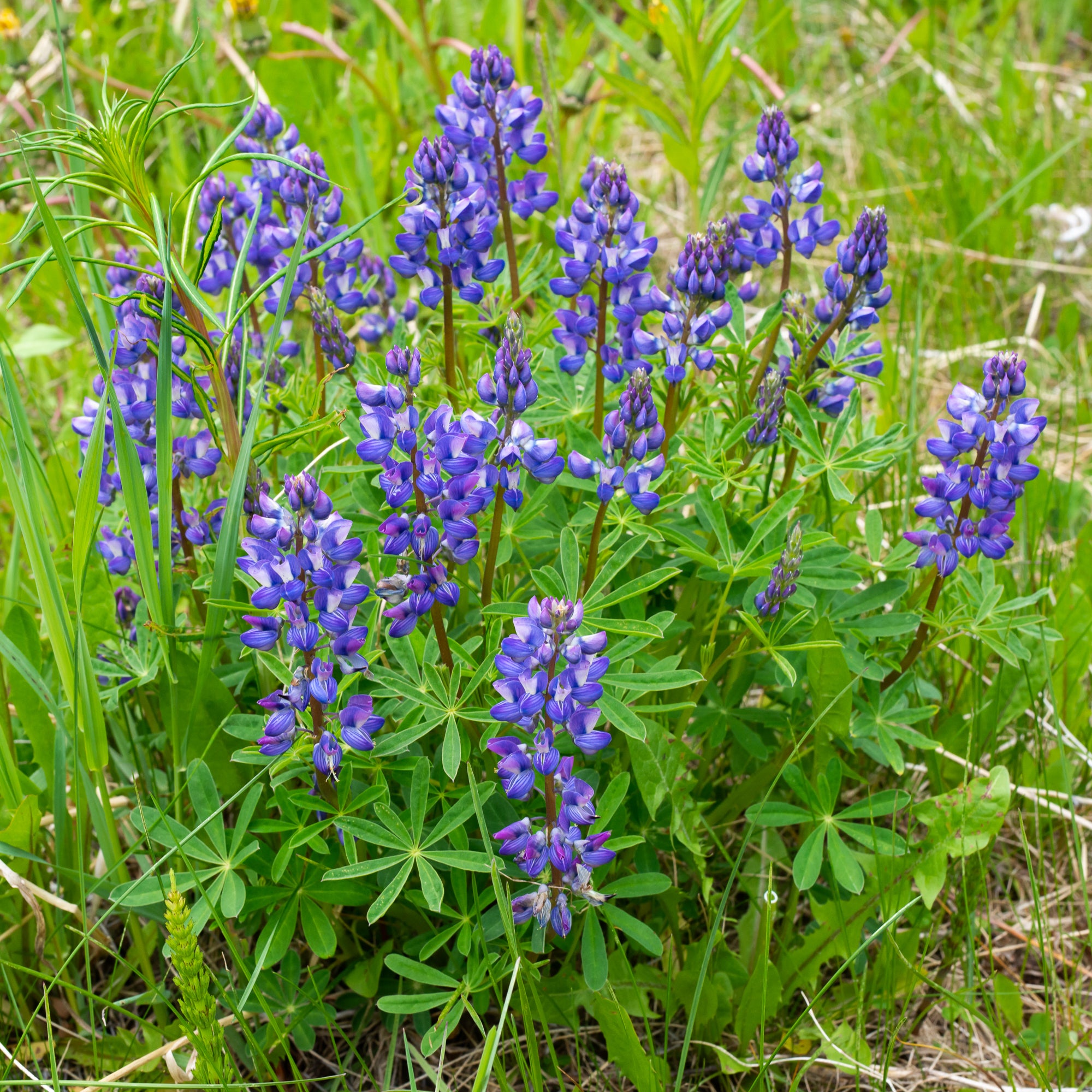 Broadleaf Lupine (Lupinus latifolius)