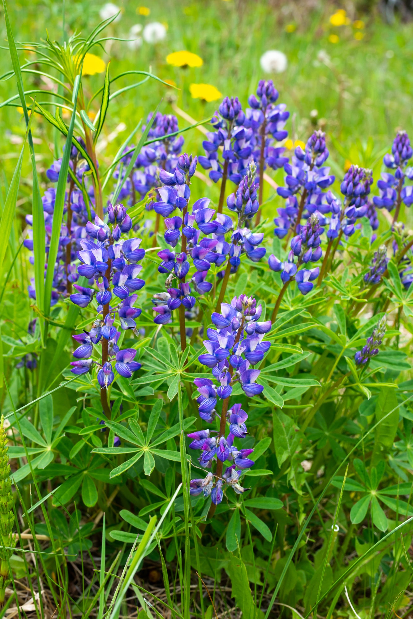Broadleaf Lupine (Lupinus latifolius)