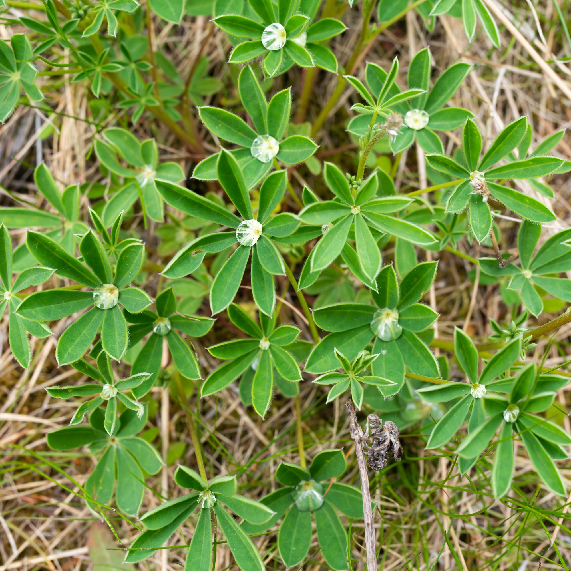 Broadleaf Lupine (Lupinus latifolius)