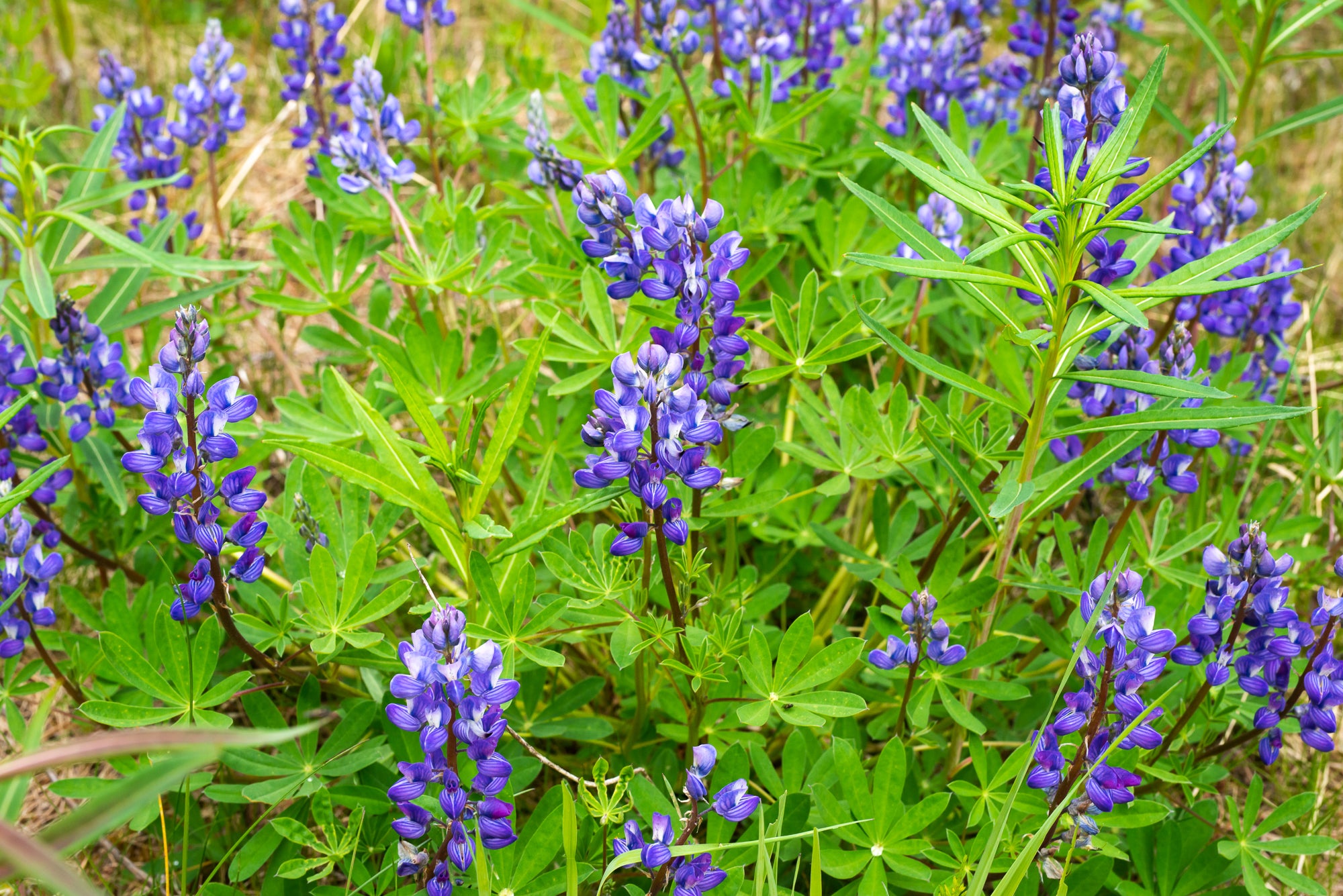 Broadleaf Lupine (Lupinus latifolius)