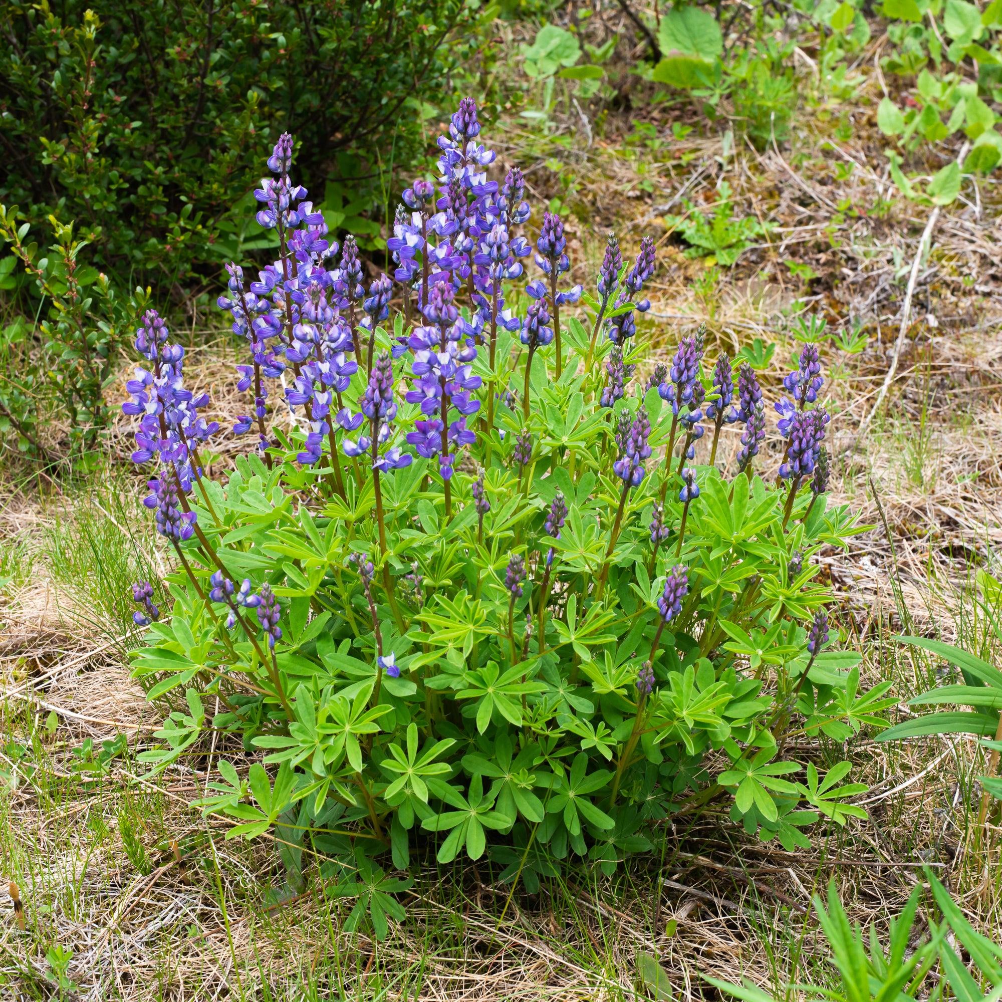 Broadleaf Lupine (Lupinus latifolius)
