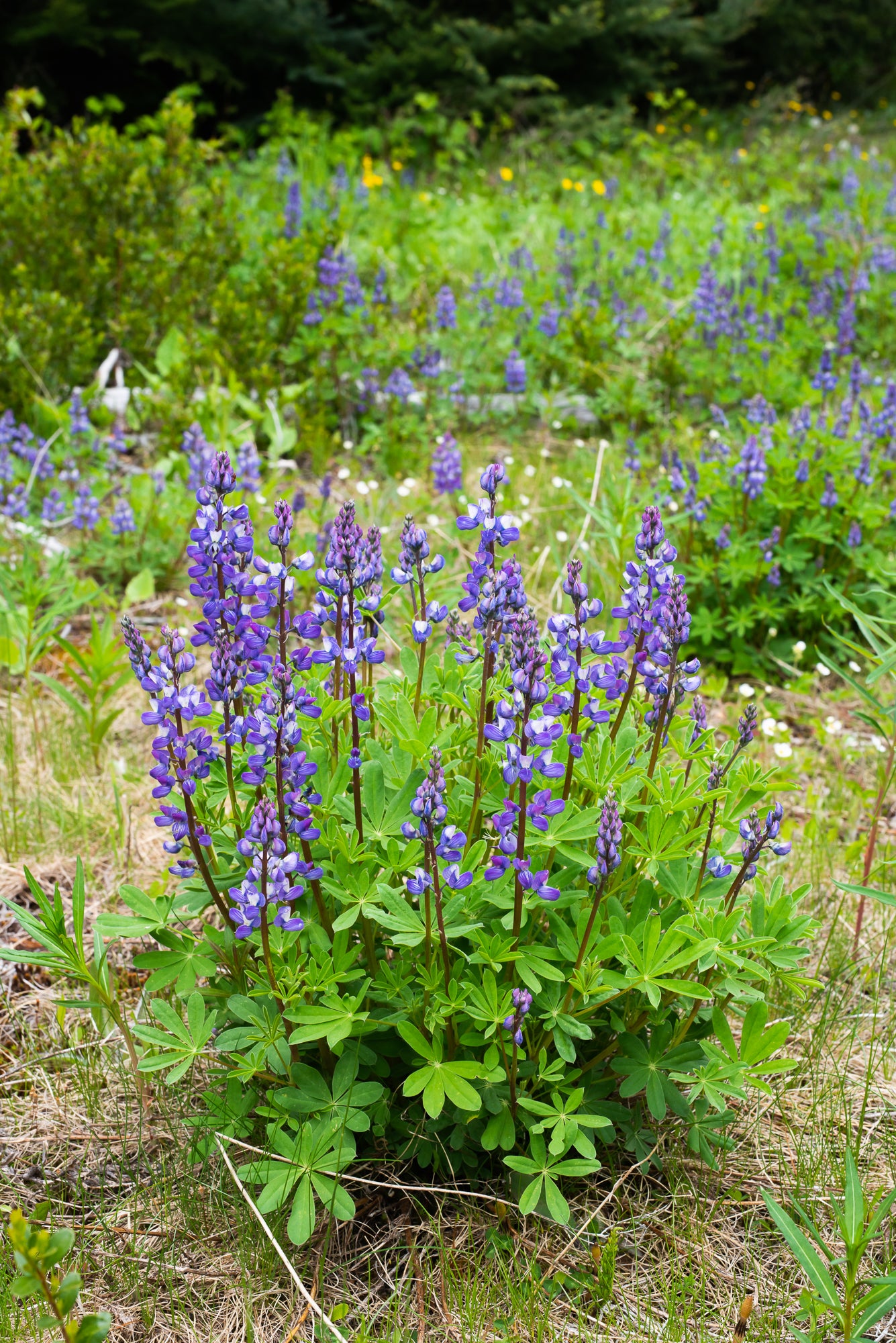 Broadleaf Lupine (Lupinus latifolius)