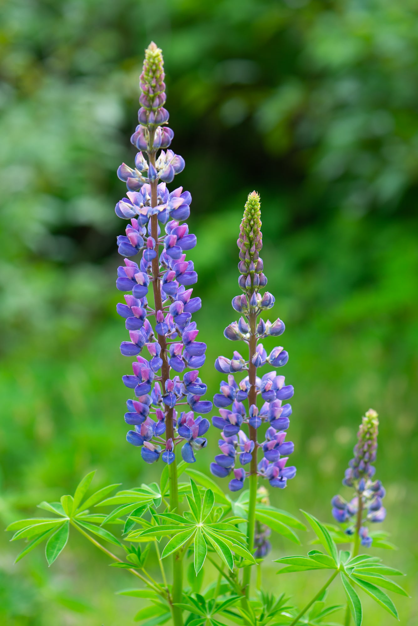 Large-leaved Lupine (Lupinus polyphyllus)