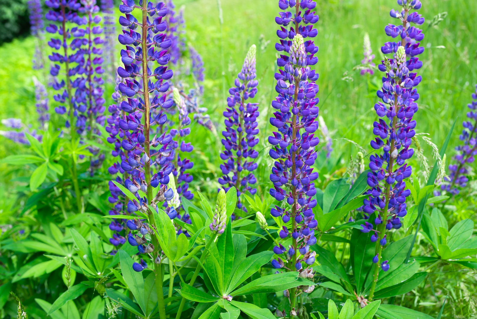 Large-leaved Lupine (Lupinus polyphyllus)