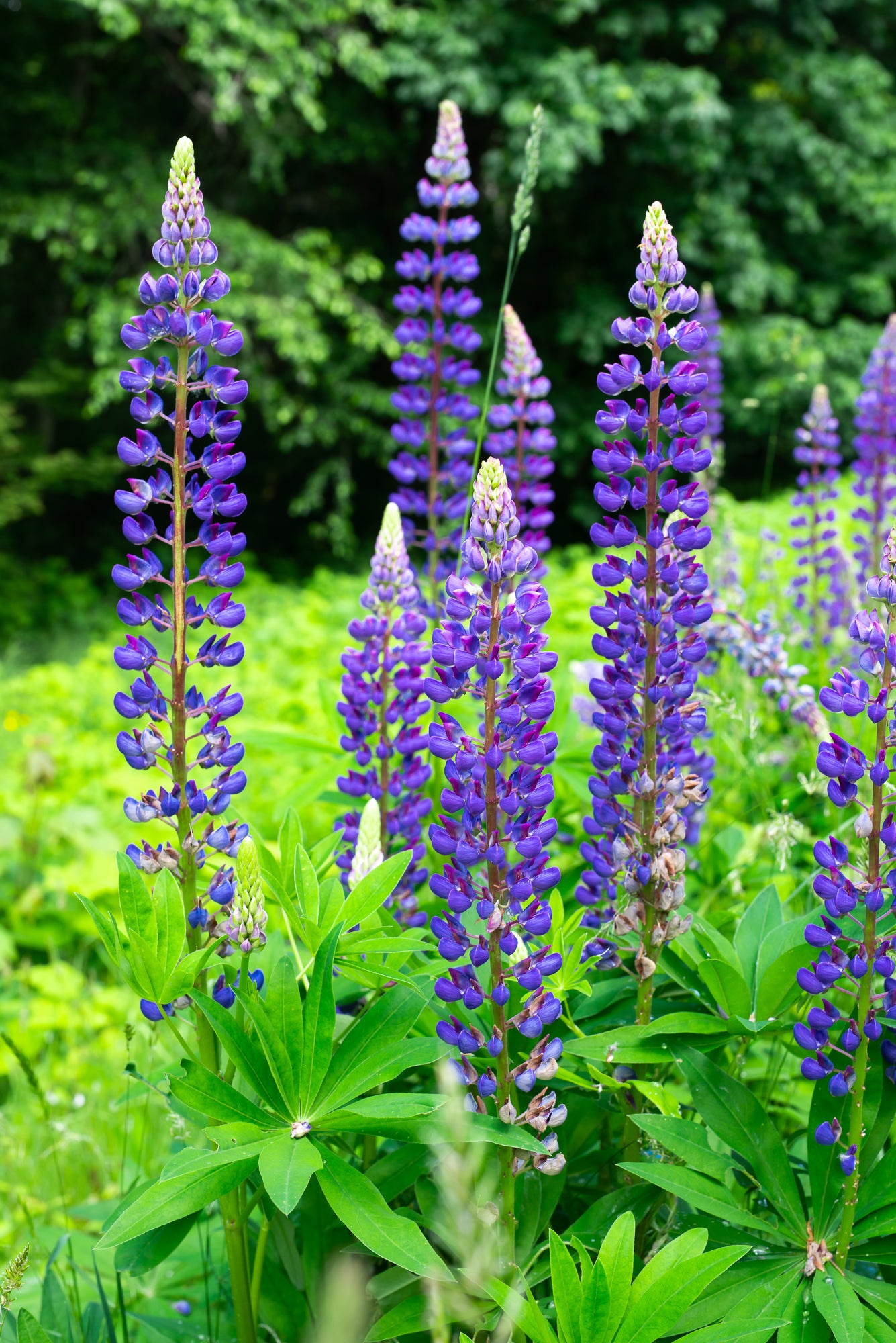 Large-leaved Lupine (Lupinus polyphyllus)