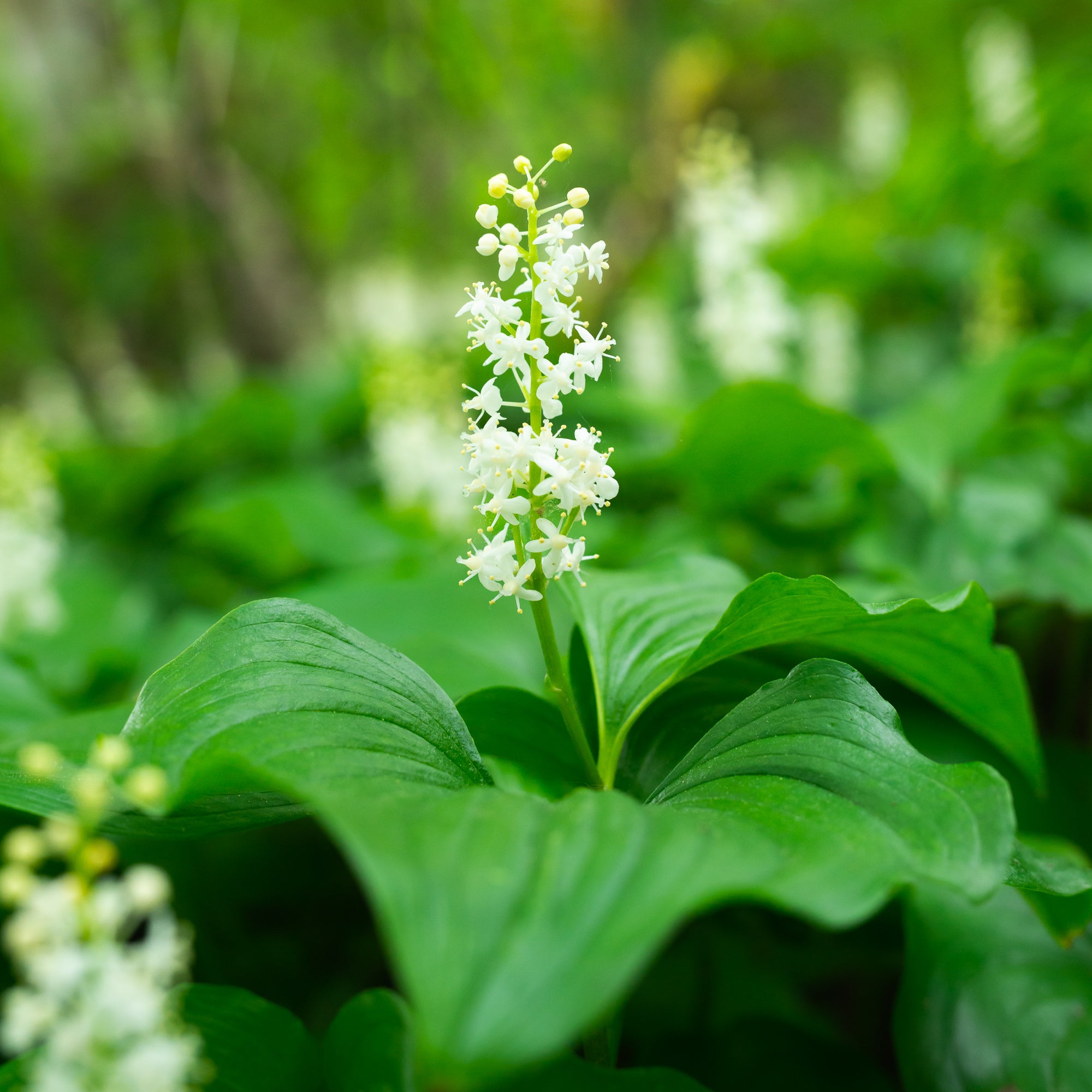 Western Lily of the Valley (Maianthemum dilatatum)