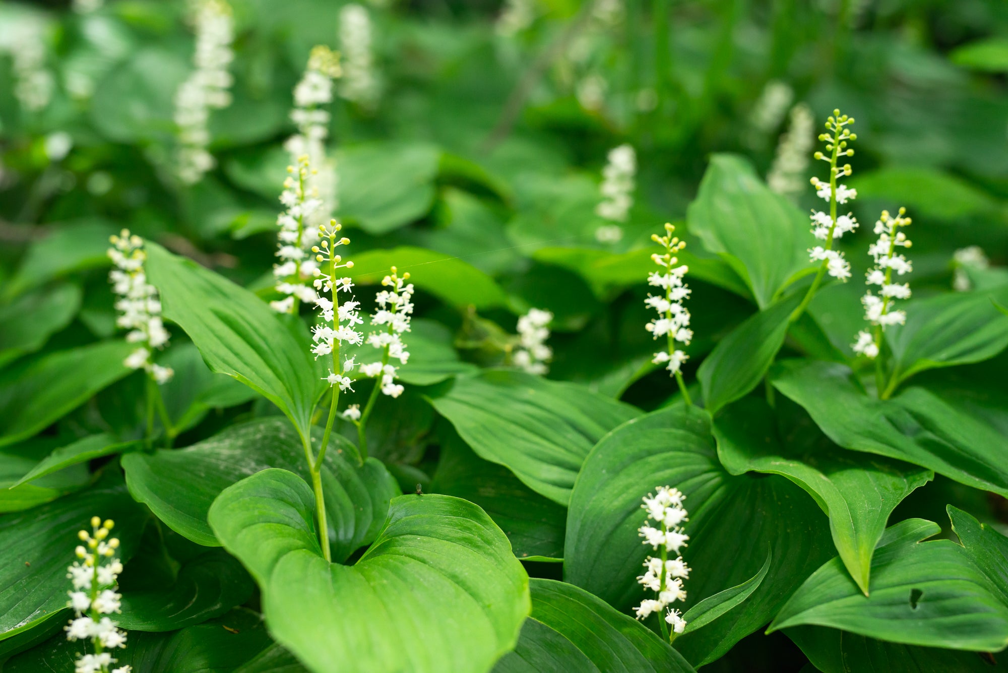 Western Lily of the Valley (Maianthemum dilatatum)