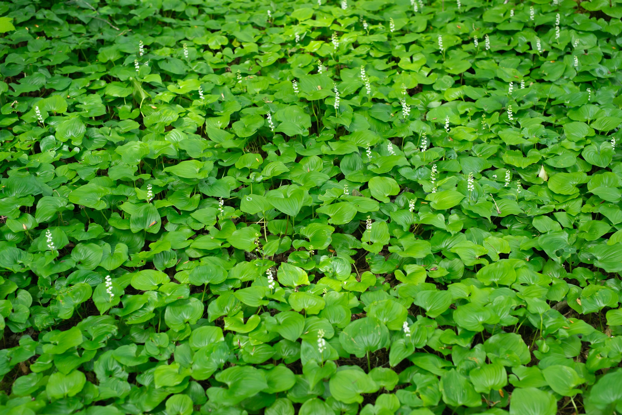 Western Lily of the Valley (Maianthemum dilatatum)
