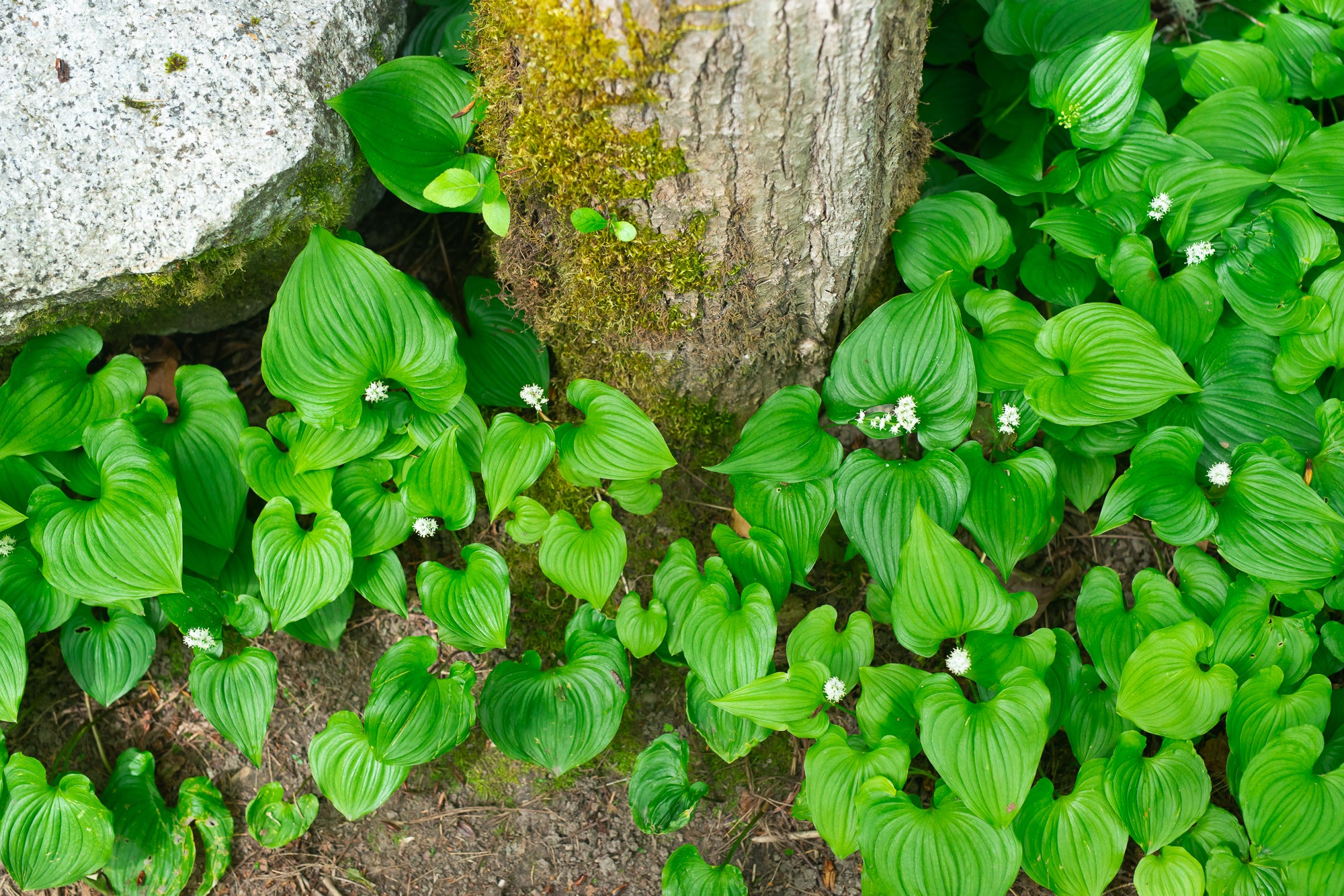 Western Lily of the Valley (Maianthemum dilatatum)