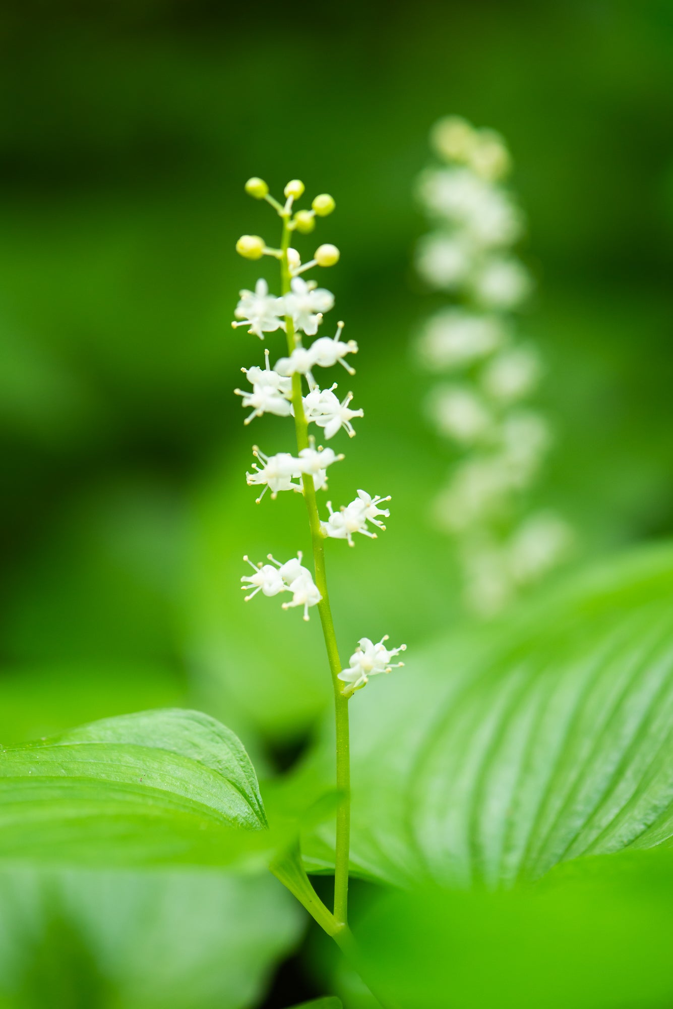 Western Lily of the Valley (Maianthemum dilatatum)