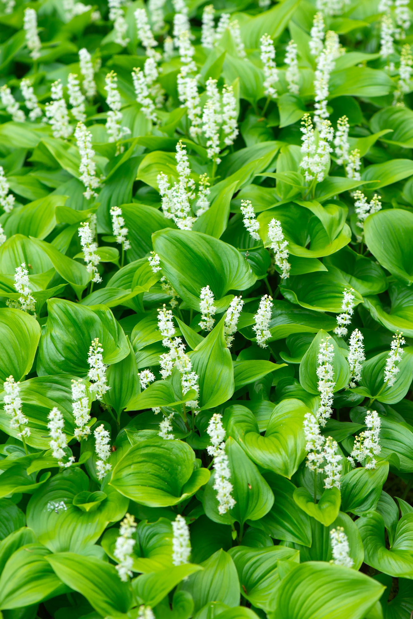 Western Lily of the Valley (Maianthemum dilatatum)