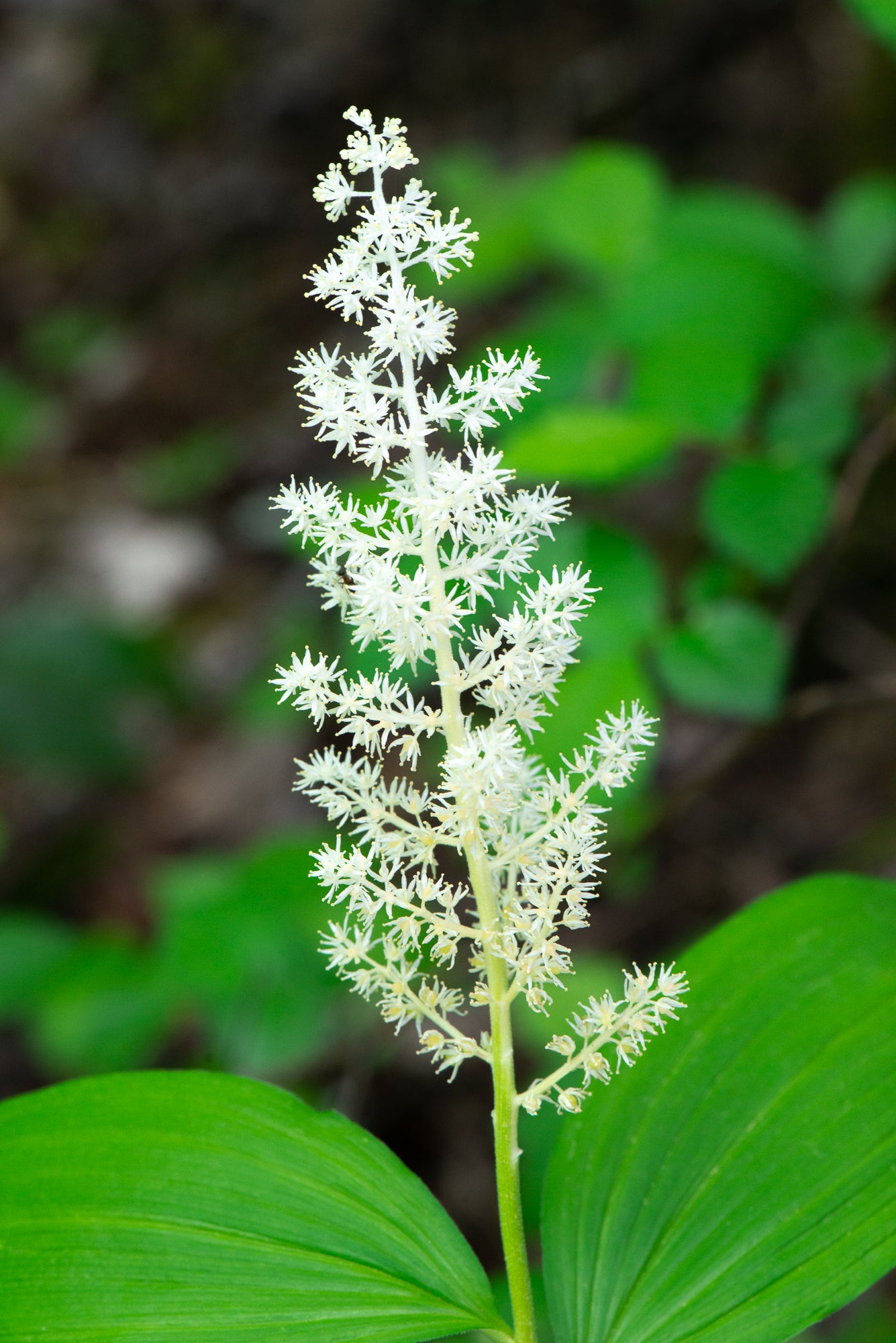 Solomon's Plume (Maianthemum racemosum)