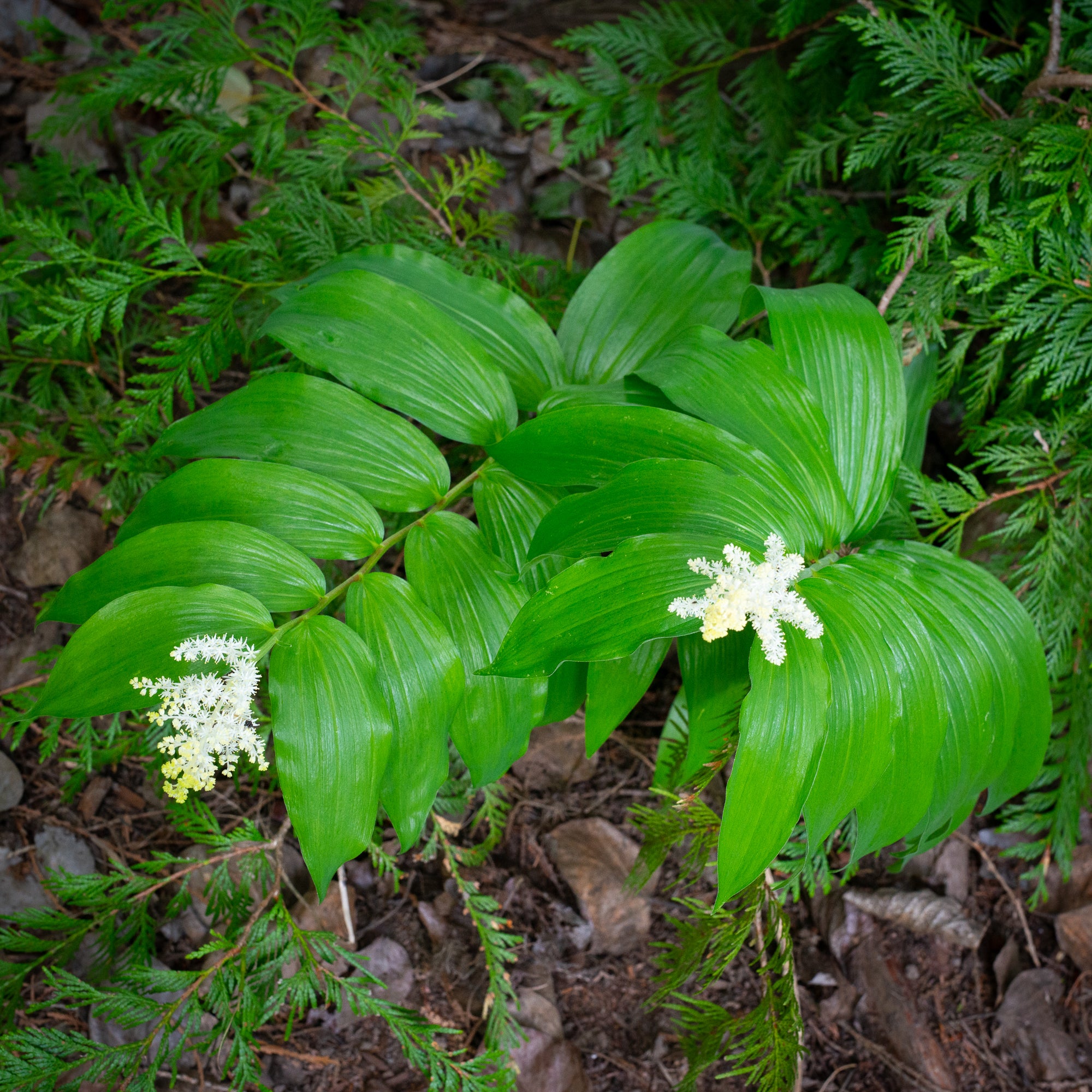 Solomon's Plume (Maianthemum racemosum)