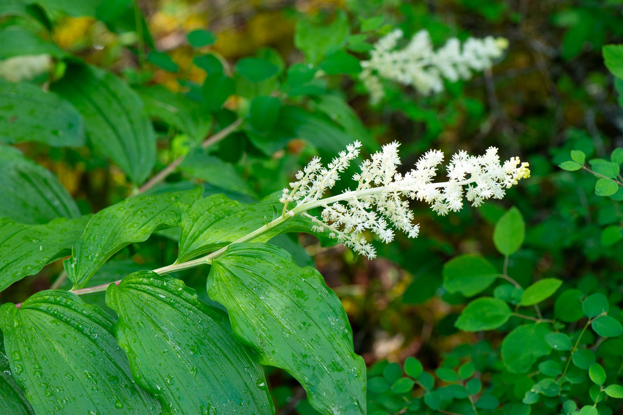 Solomon's Plume (Maianthemum racemosum)