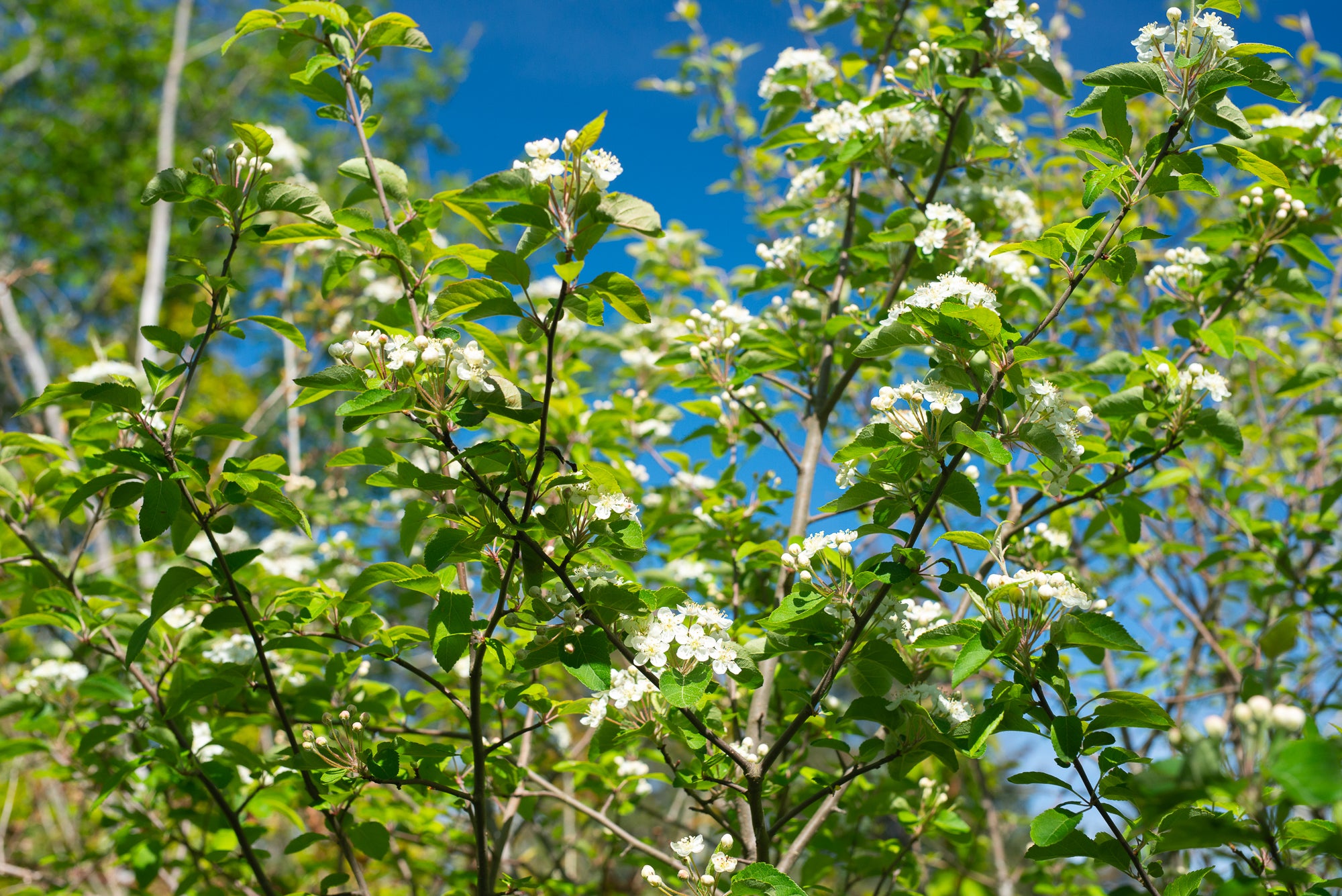 Pacific Crabapple (Malus fusca)
