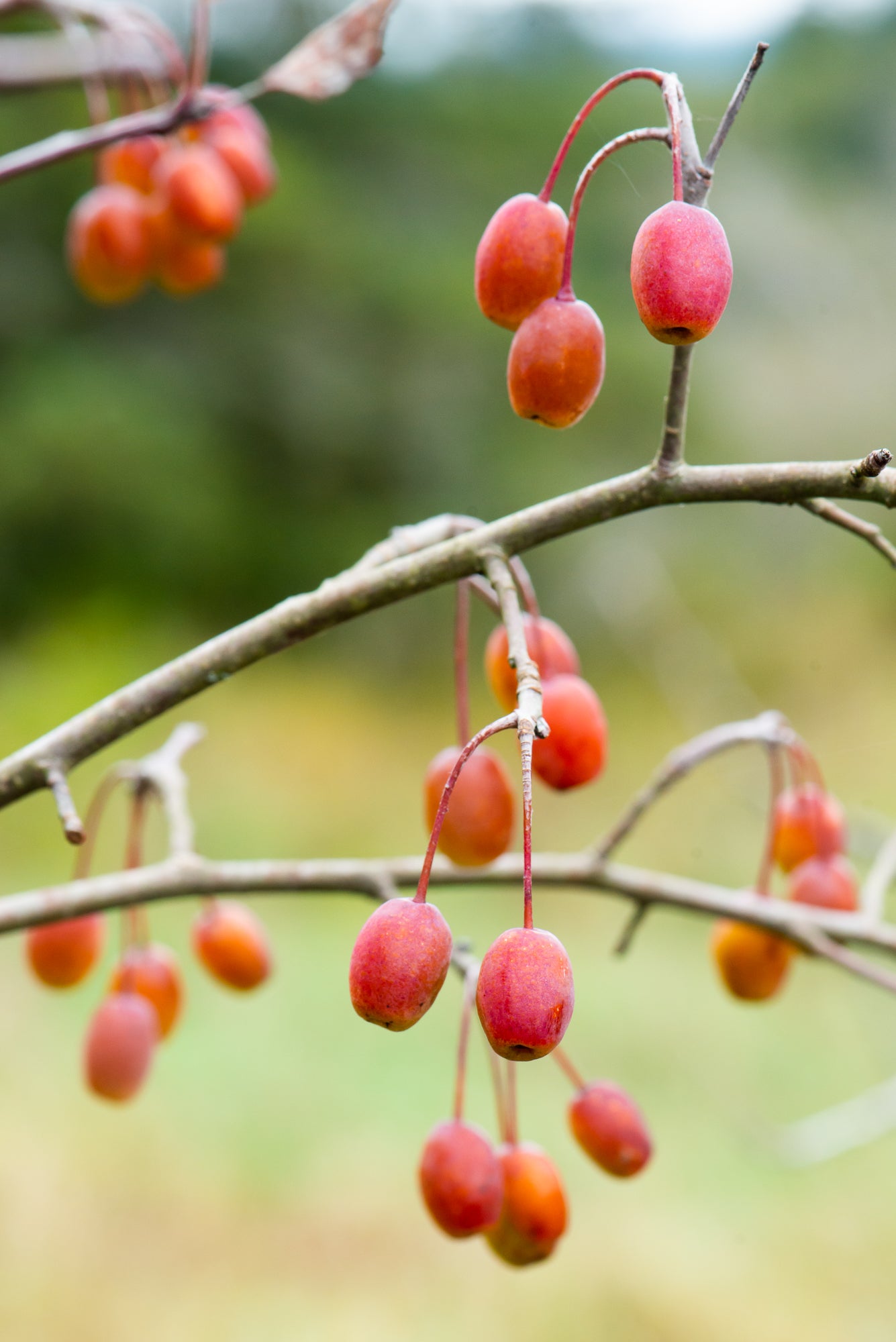 Pacific Crabapple (Malus fusca)