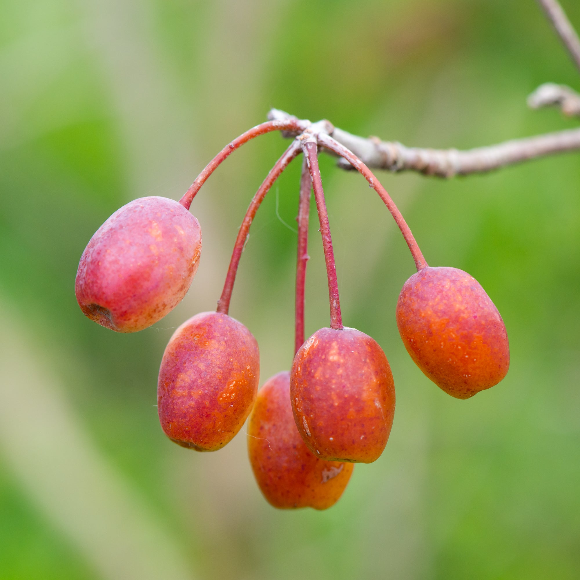 Pacific Crabapple (Malus fusca)