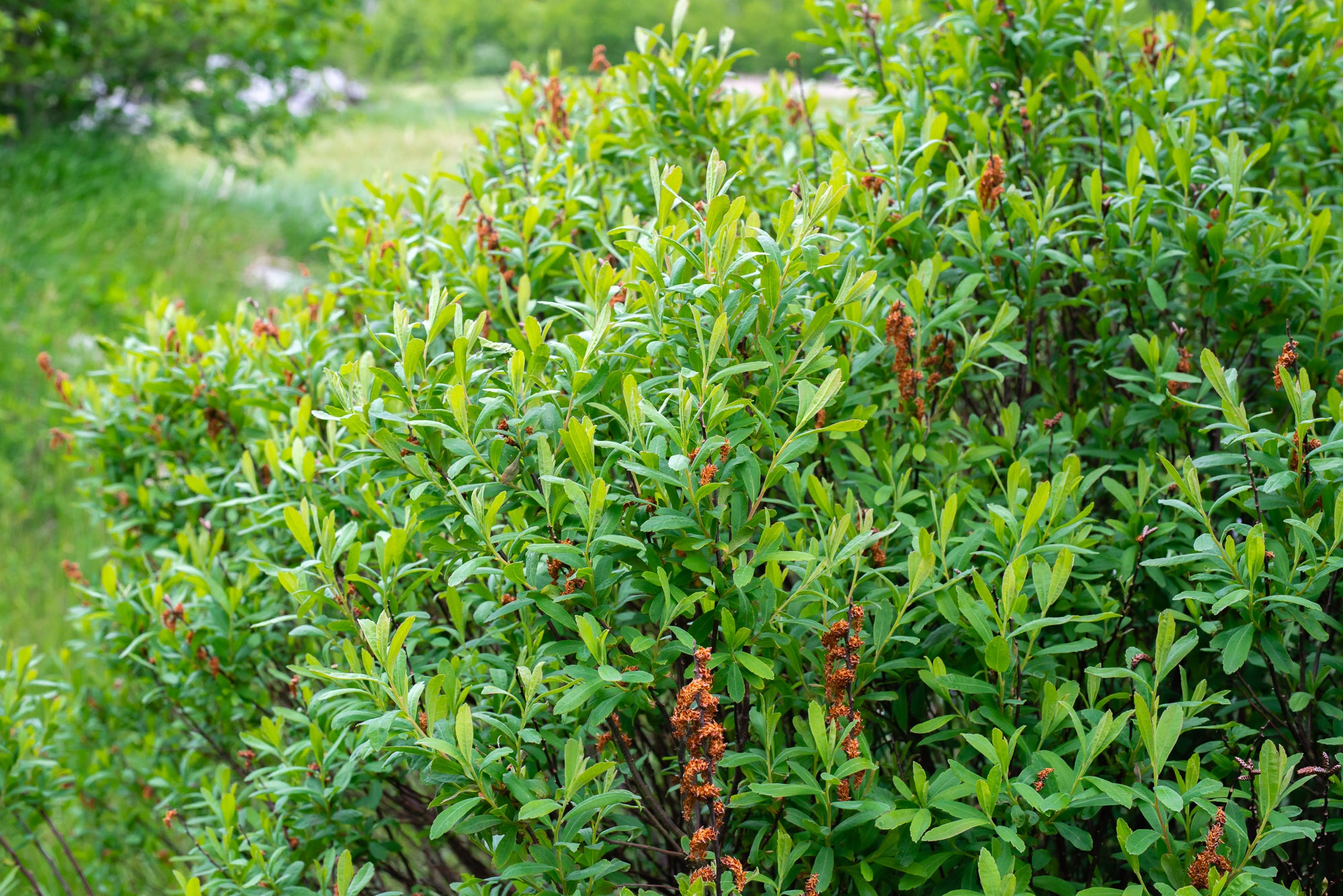 Sweet Gale (Myrica gale)