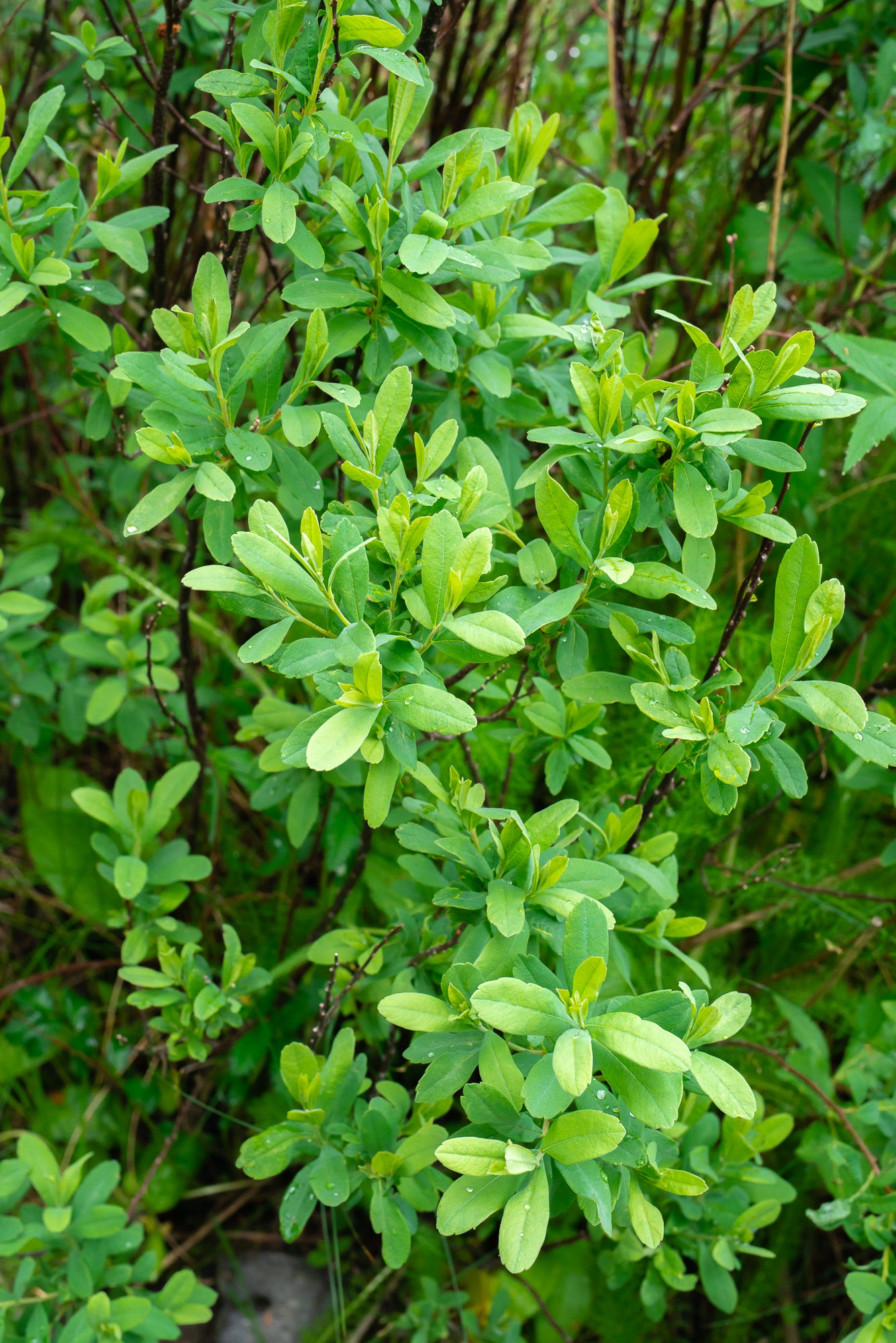 Sweet Gale (Myrica gale)