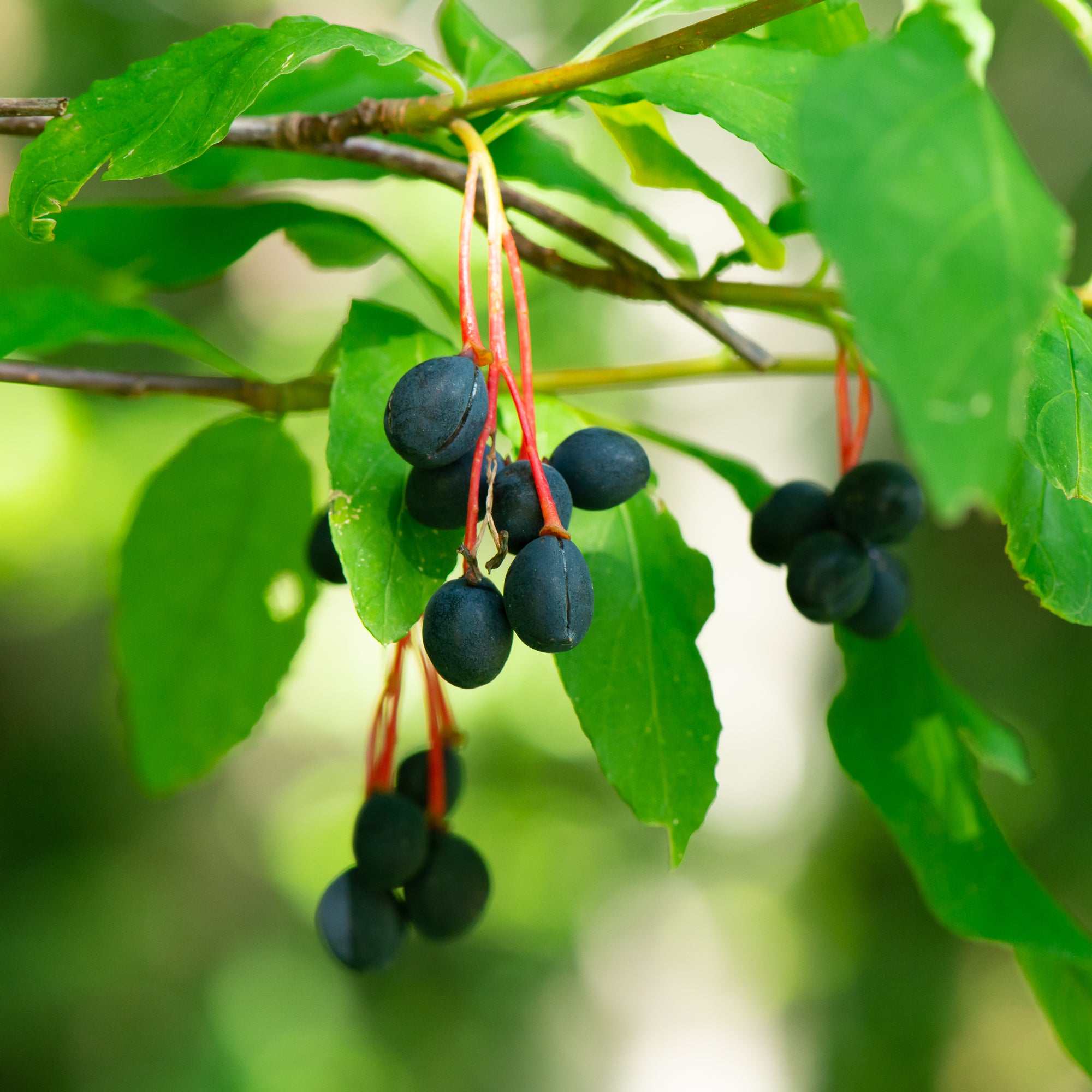 Osoberry (Oemleria cerasiformis)