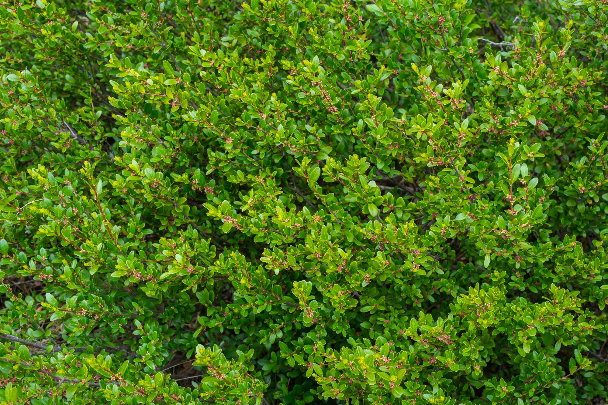 Oregon Boxwood (Paxistima myrsinites)