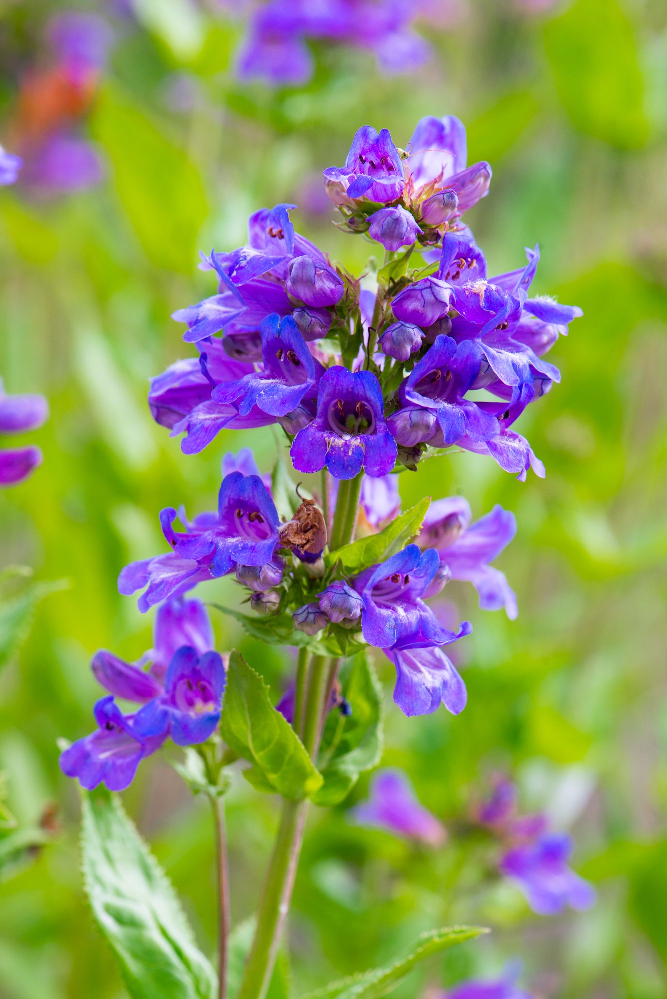 Cascade Penstemon (Penstemon serrulatus)