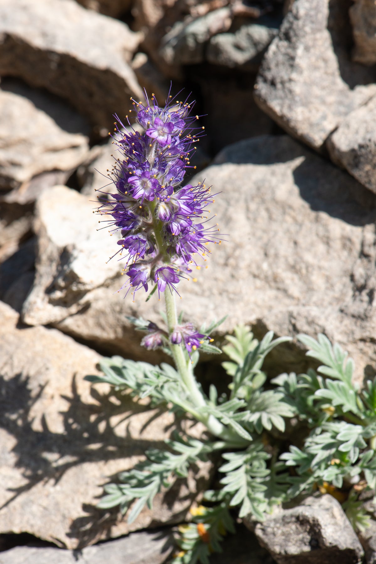 Silky Phacelia (Phacelia sericea)