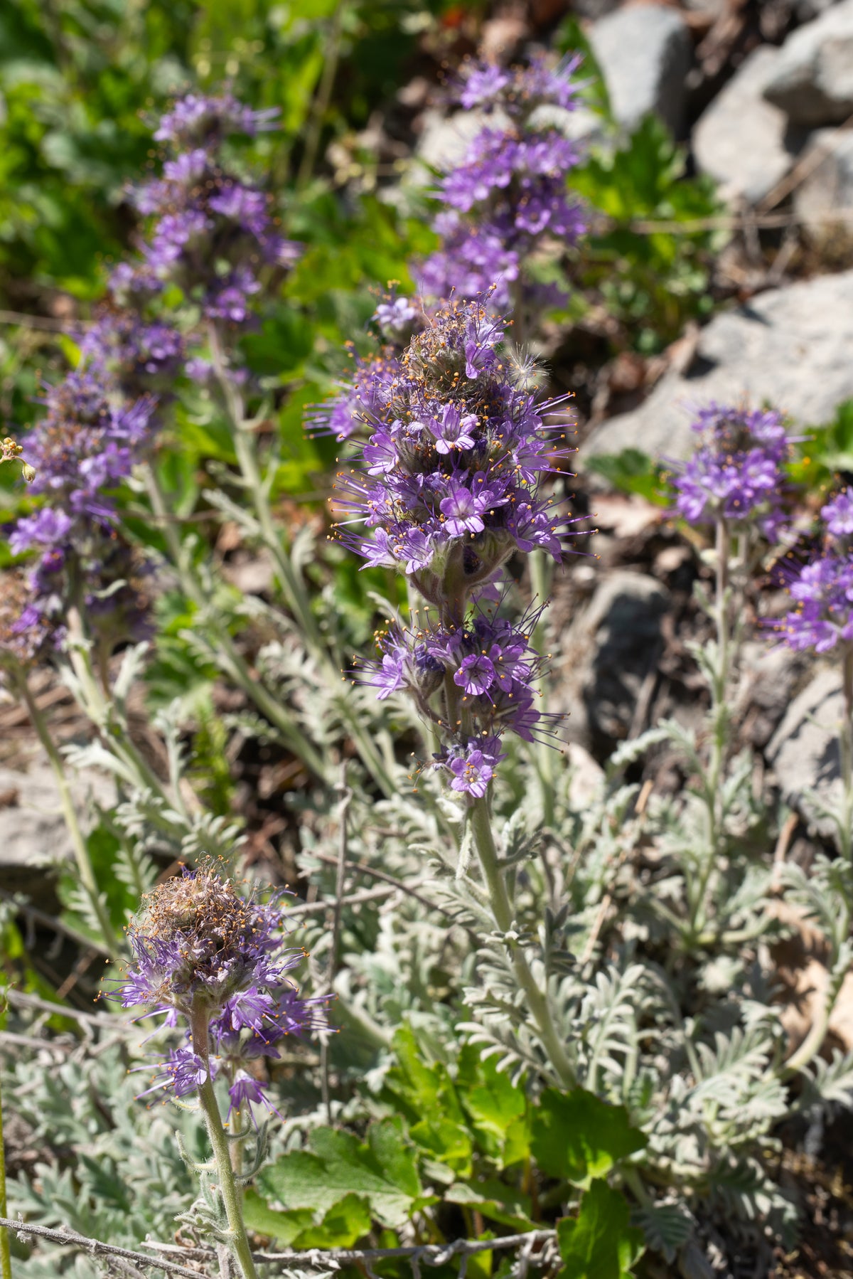 Silky Phacelia (Phacelia sericea)
