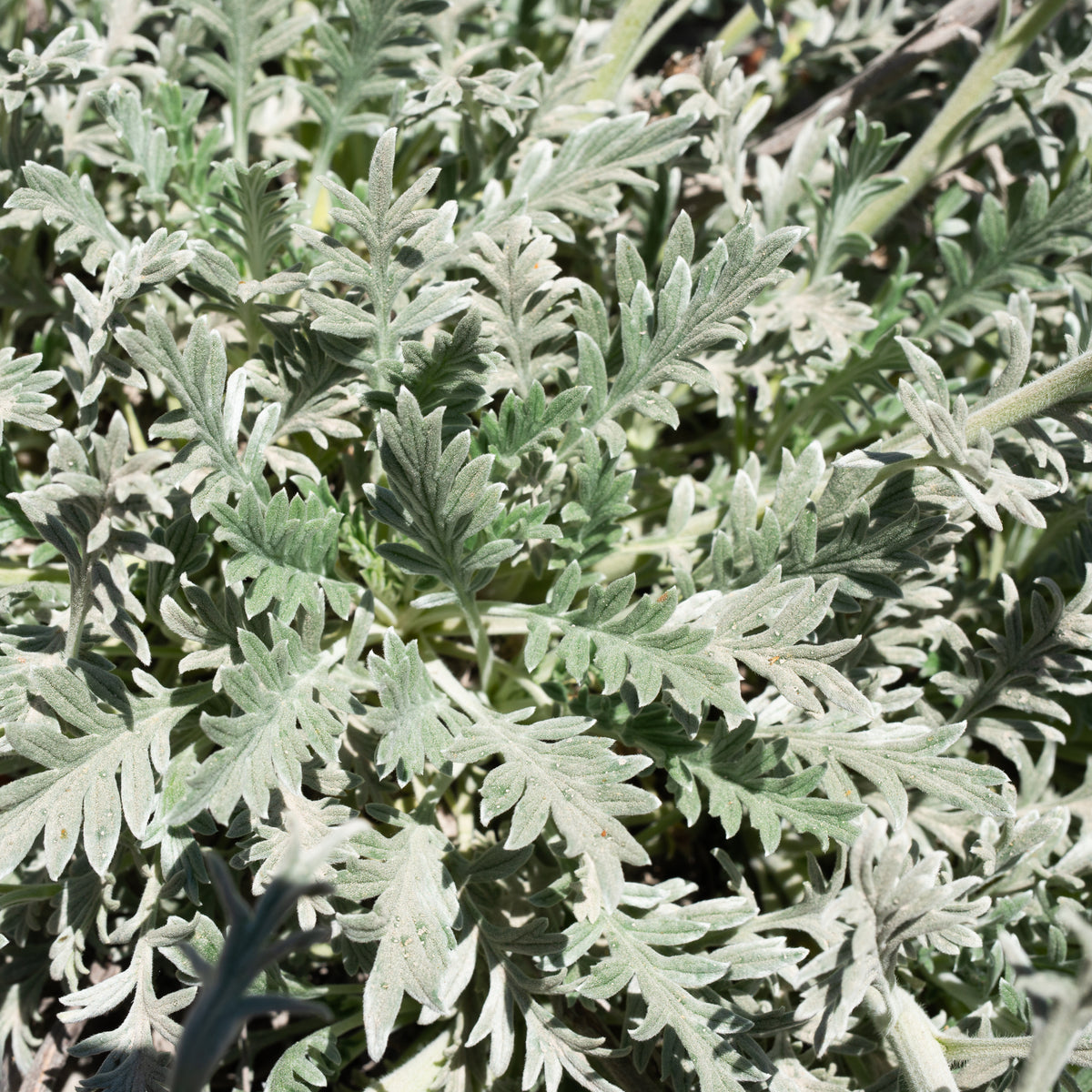 Silky Phacelia (Phacelia sericea)