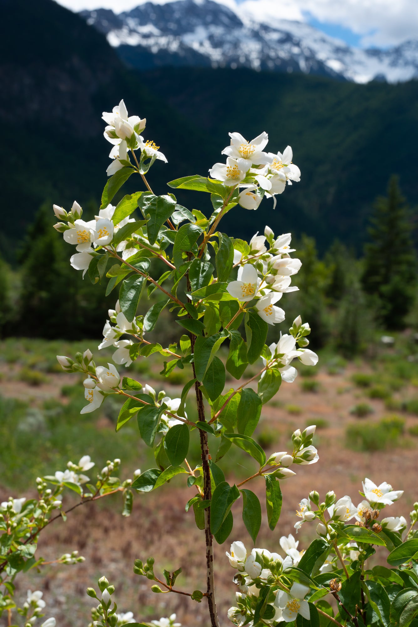 Mock Orange (Philadelphus lewisii)