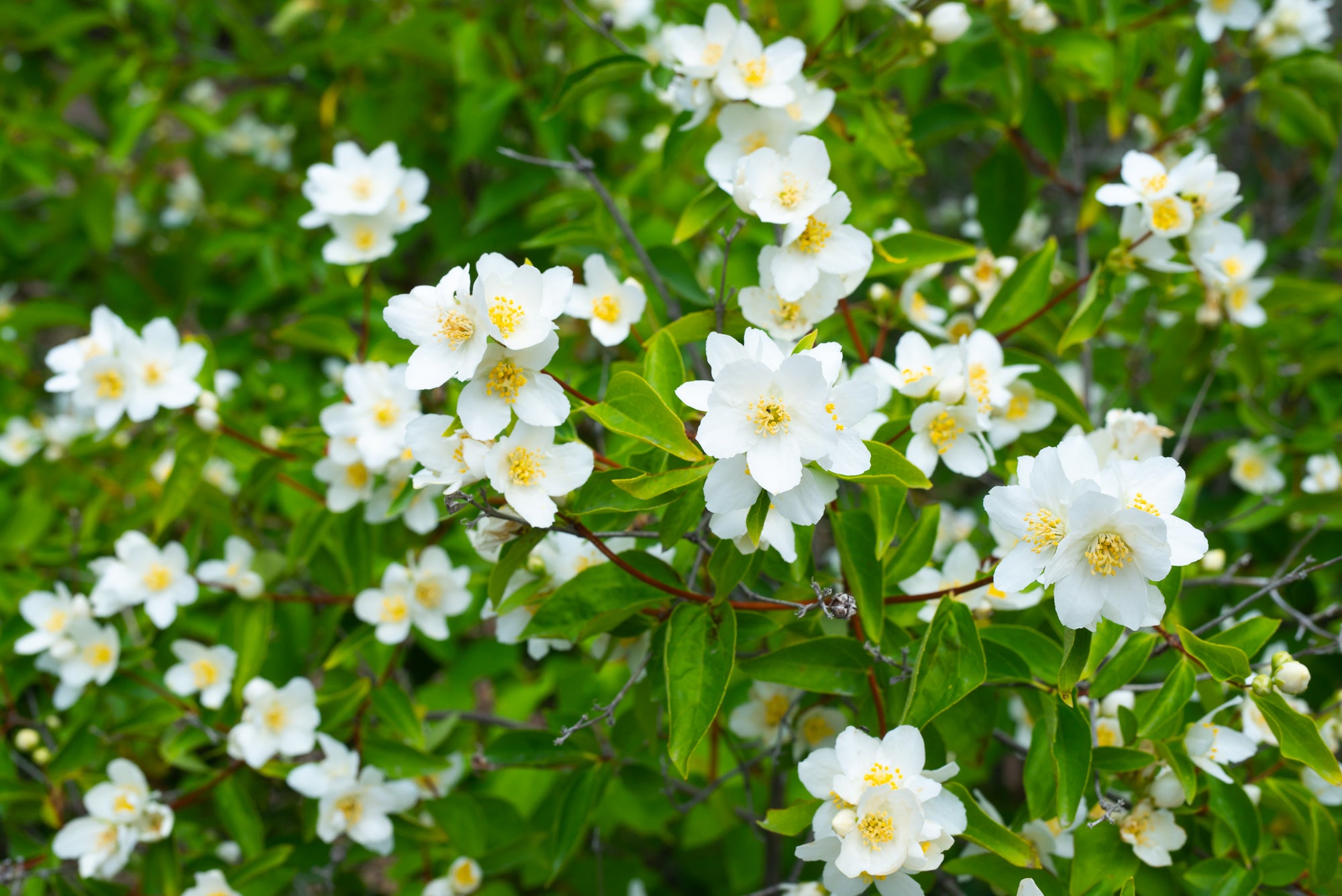 Mock Orange (Philadelphus lewisii)