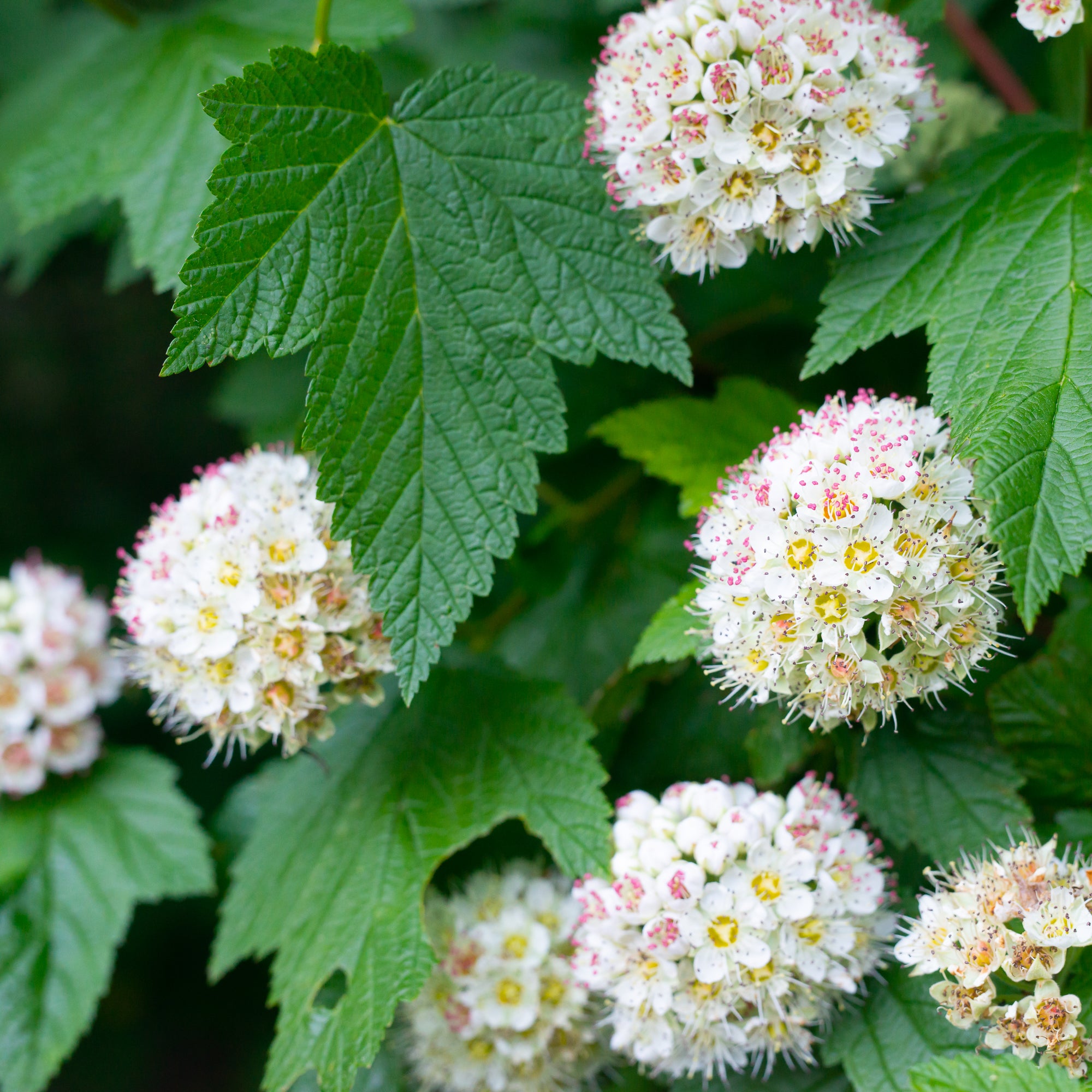 Pacific Ninebark (Physocarpus capitatus)