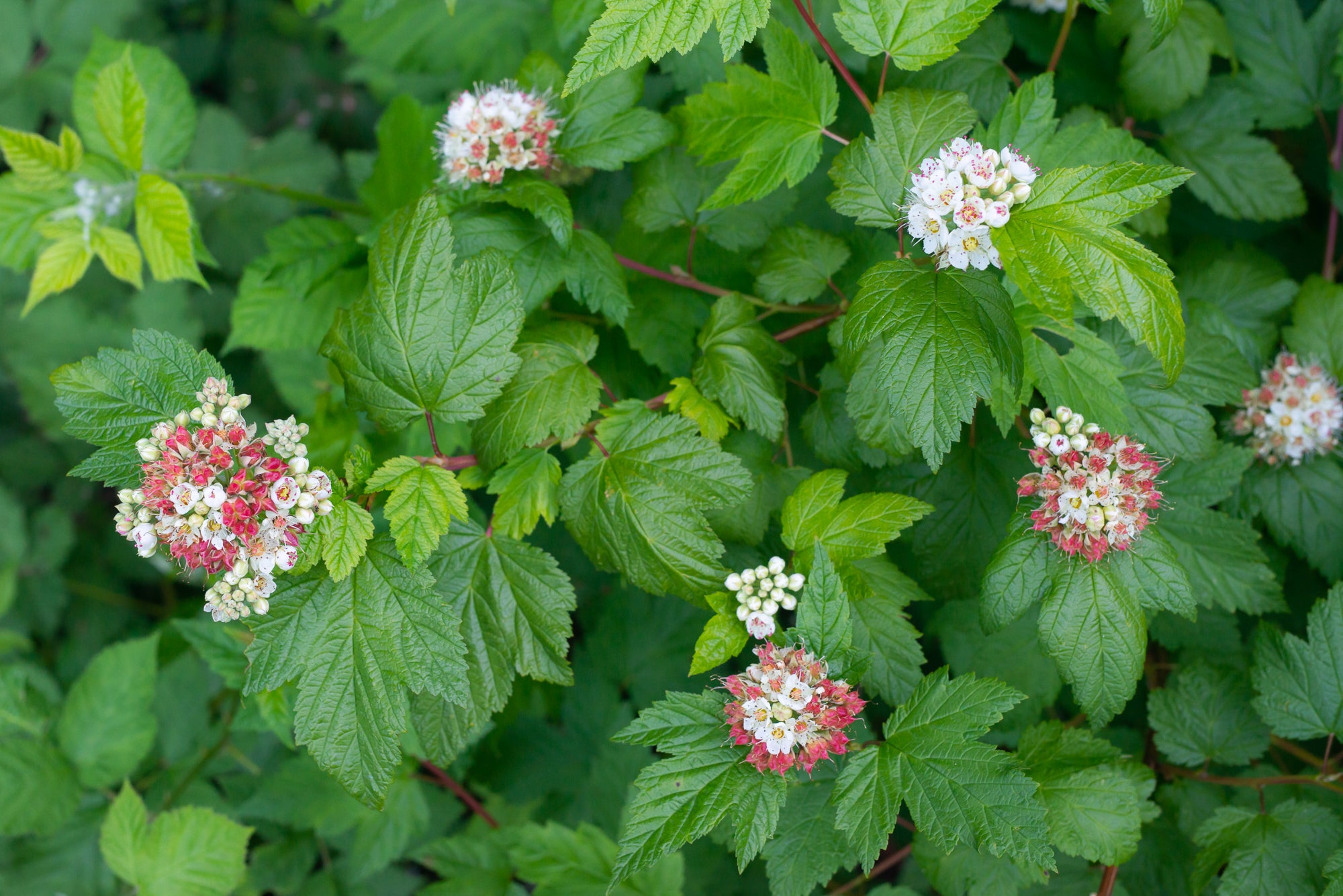 Pacific Ninebark (Physocarpus capitatus)