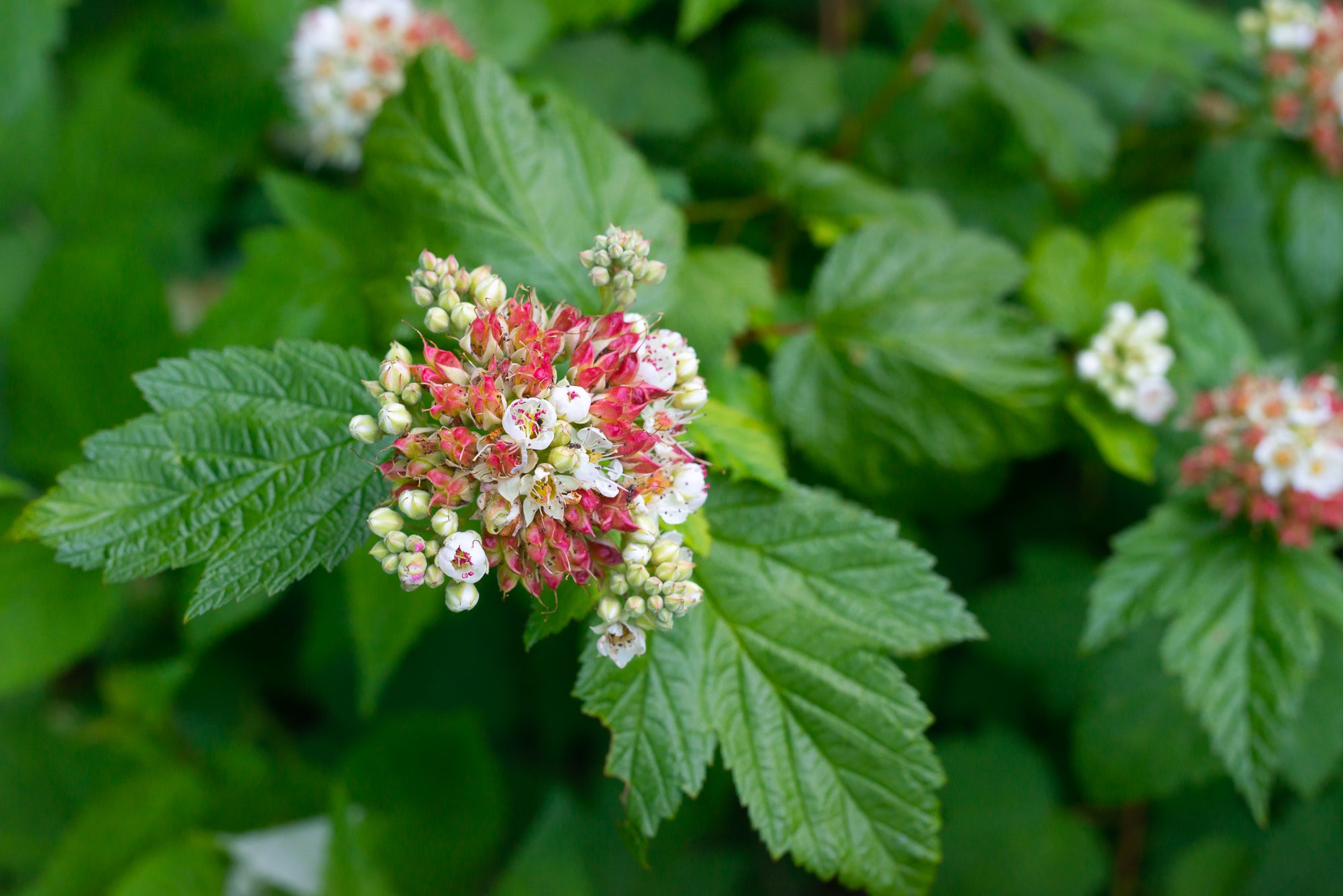 Pacific Ninebark (Physocarpus capitatus)