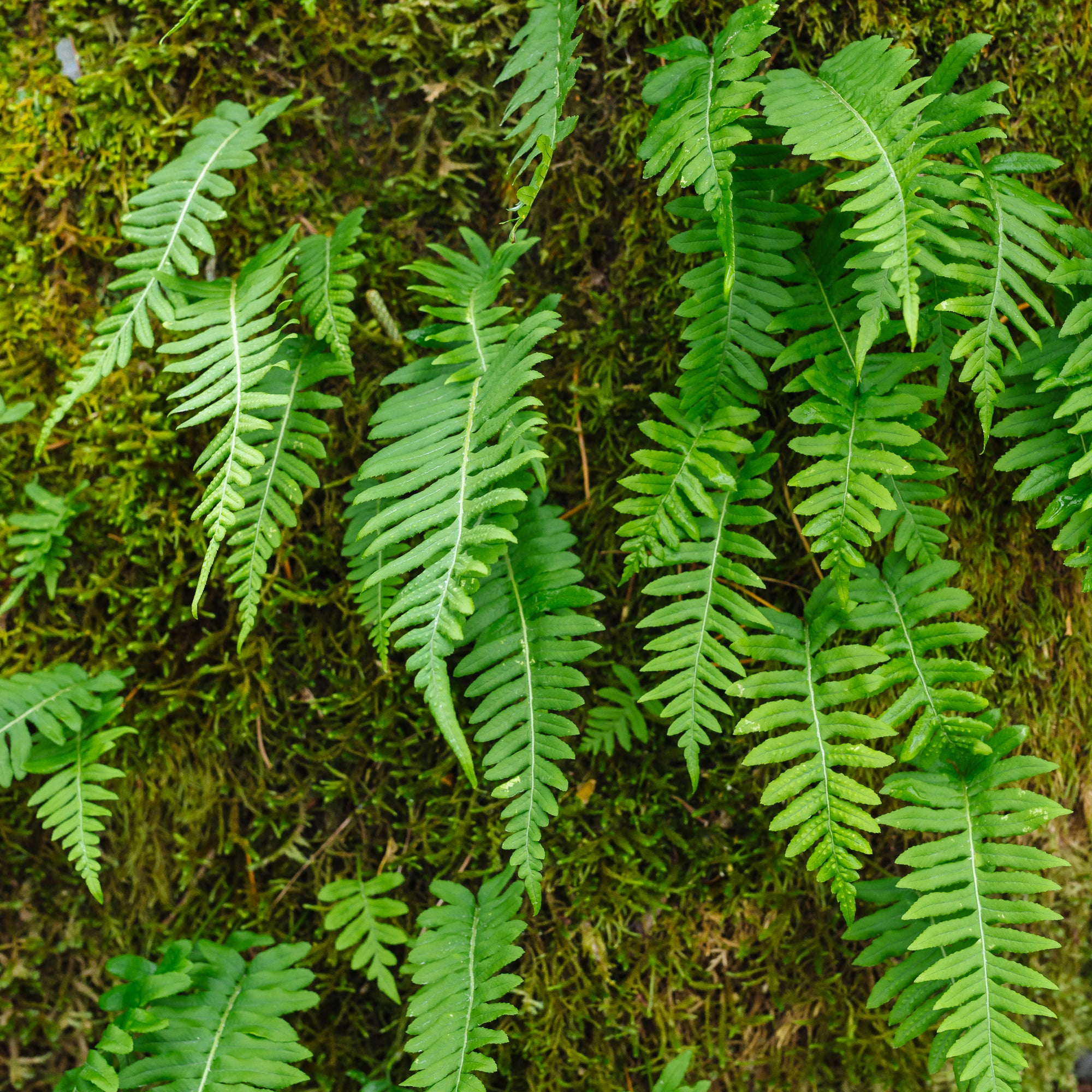 Licorice Fern (Polypodium glycyrrhiza)