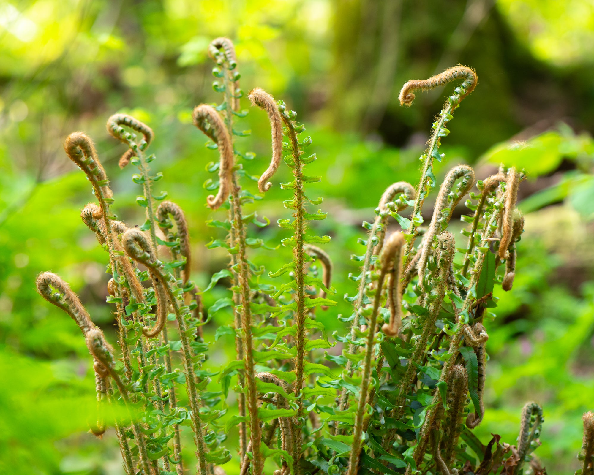 Western Sword Fern (Polystichum munitum)