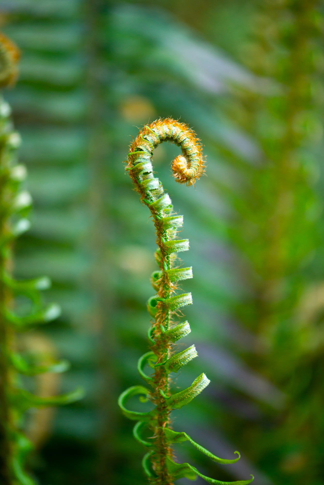 Western Sword Fern (Polystichum munitum)