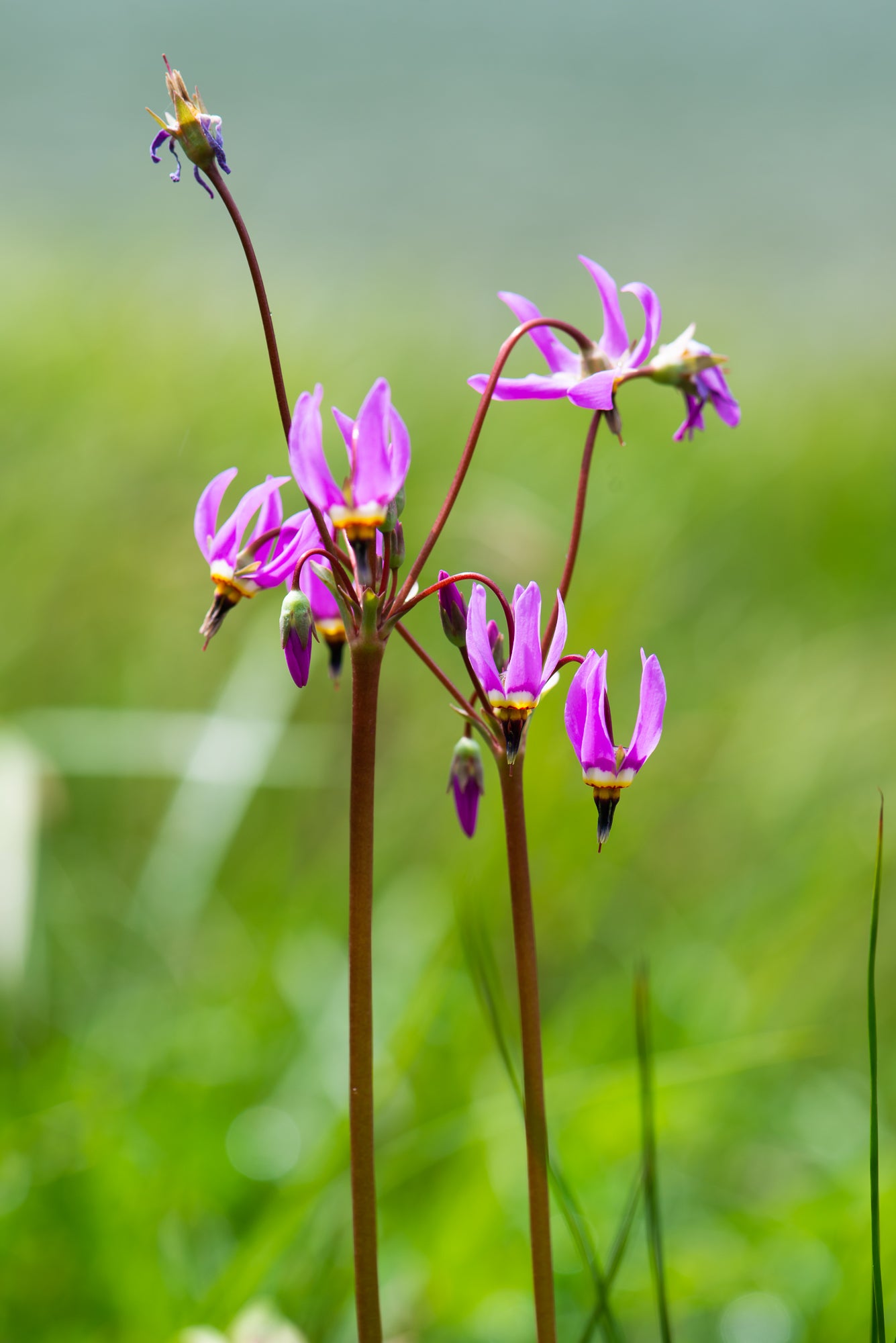 Dark-Throated Shooting Star (Primula pauciflora)