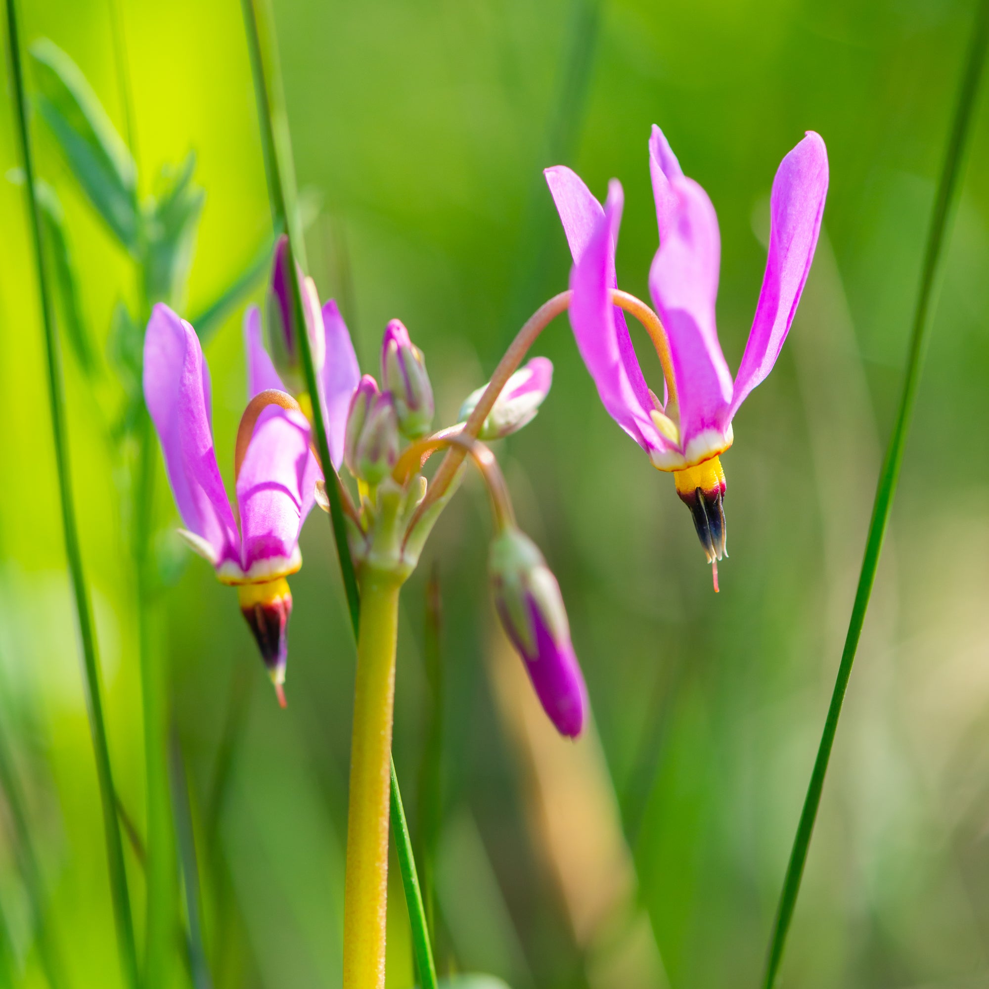 Dark-Throated Shooting Star (Primula pauciflora)
