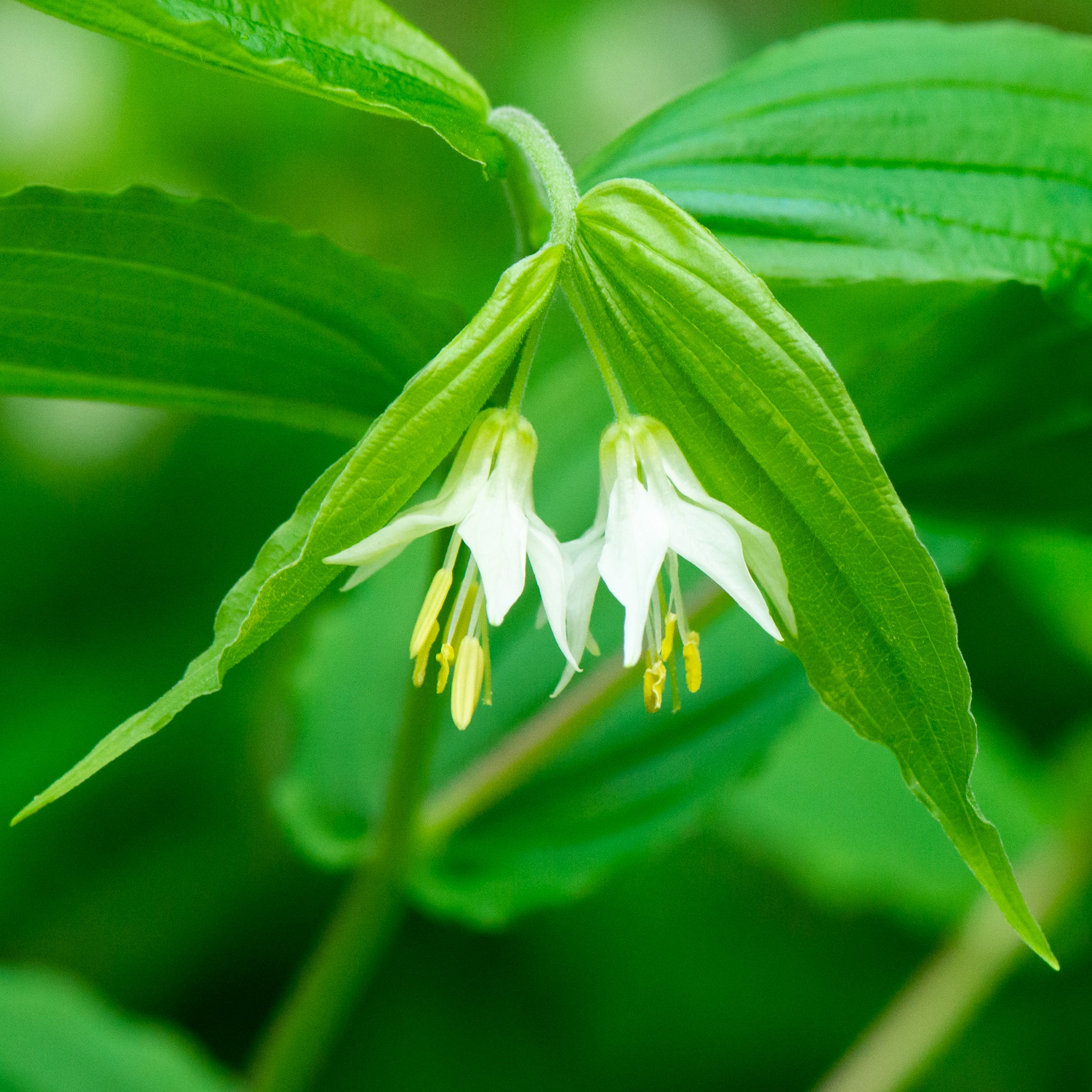 Hooker’s Fairybells (Prosartes hookeri)